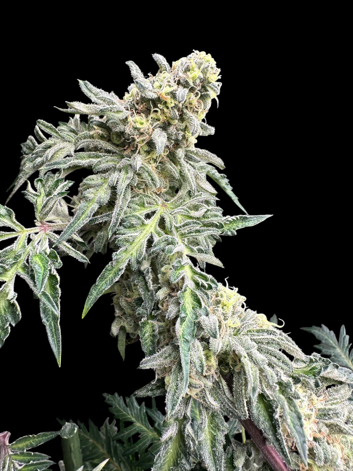 Zacatecas Cheese (Zacatecas Skunk x Guava Mezcal "Cheesus Christ Cut")