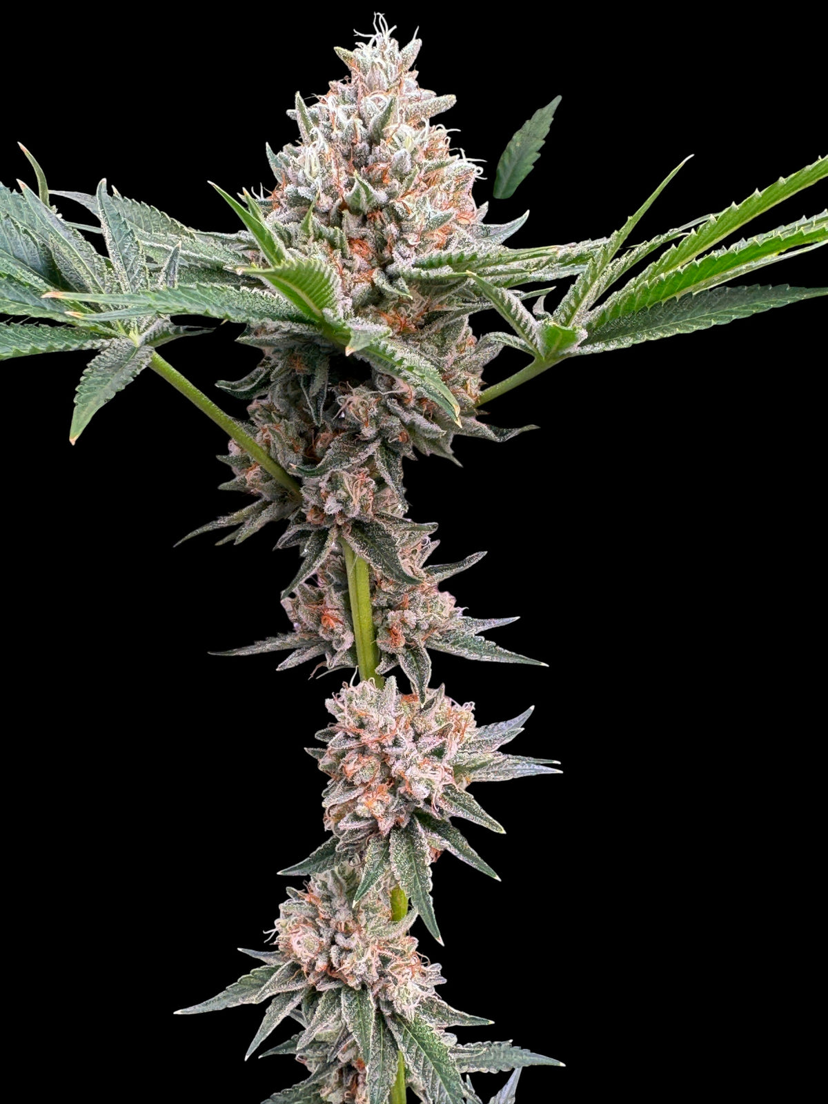 GaZ (Zbx1 F2 x Sour Melon)