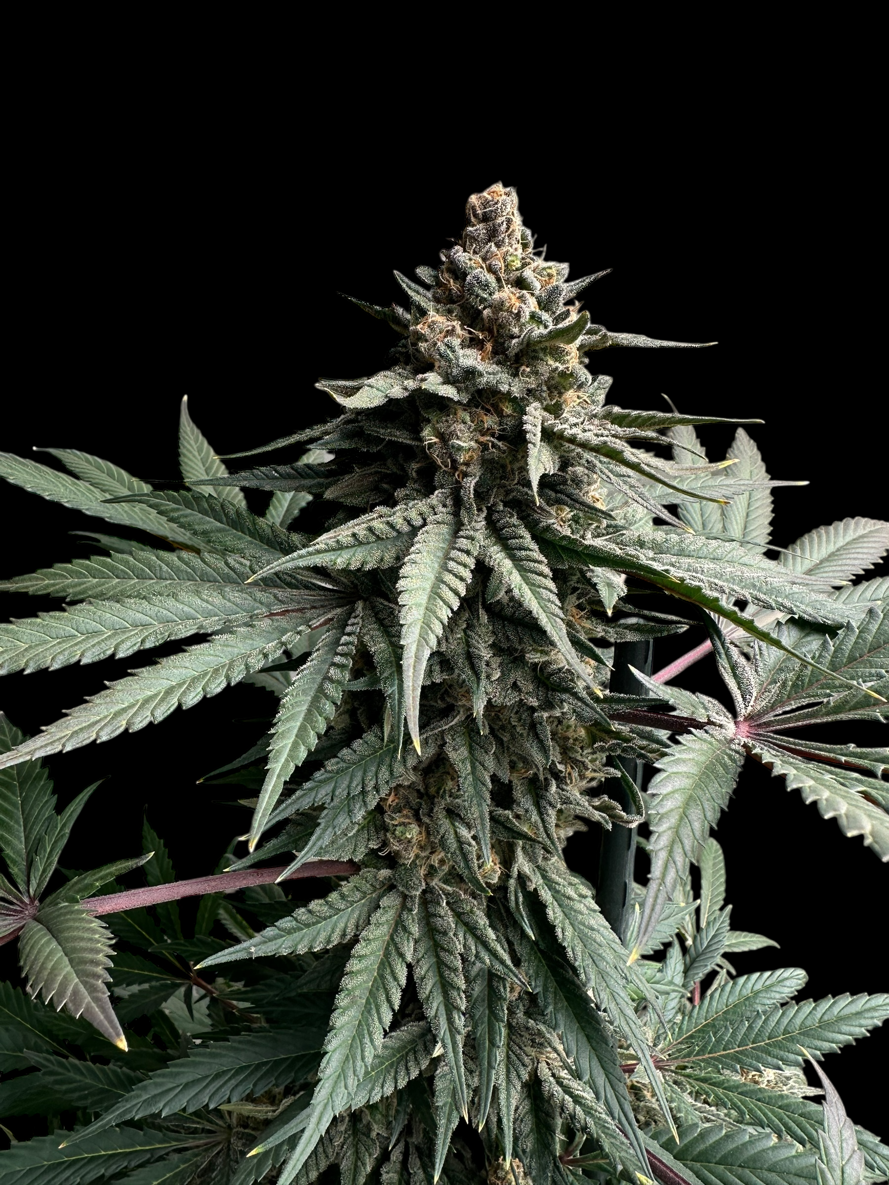 Remintz© (Golden Dust x Mentha de Croco F1 "Fern-Type")