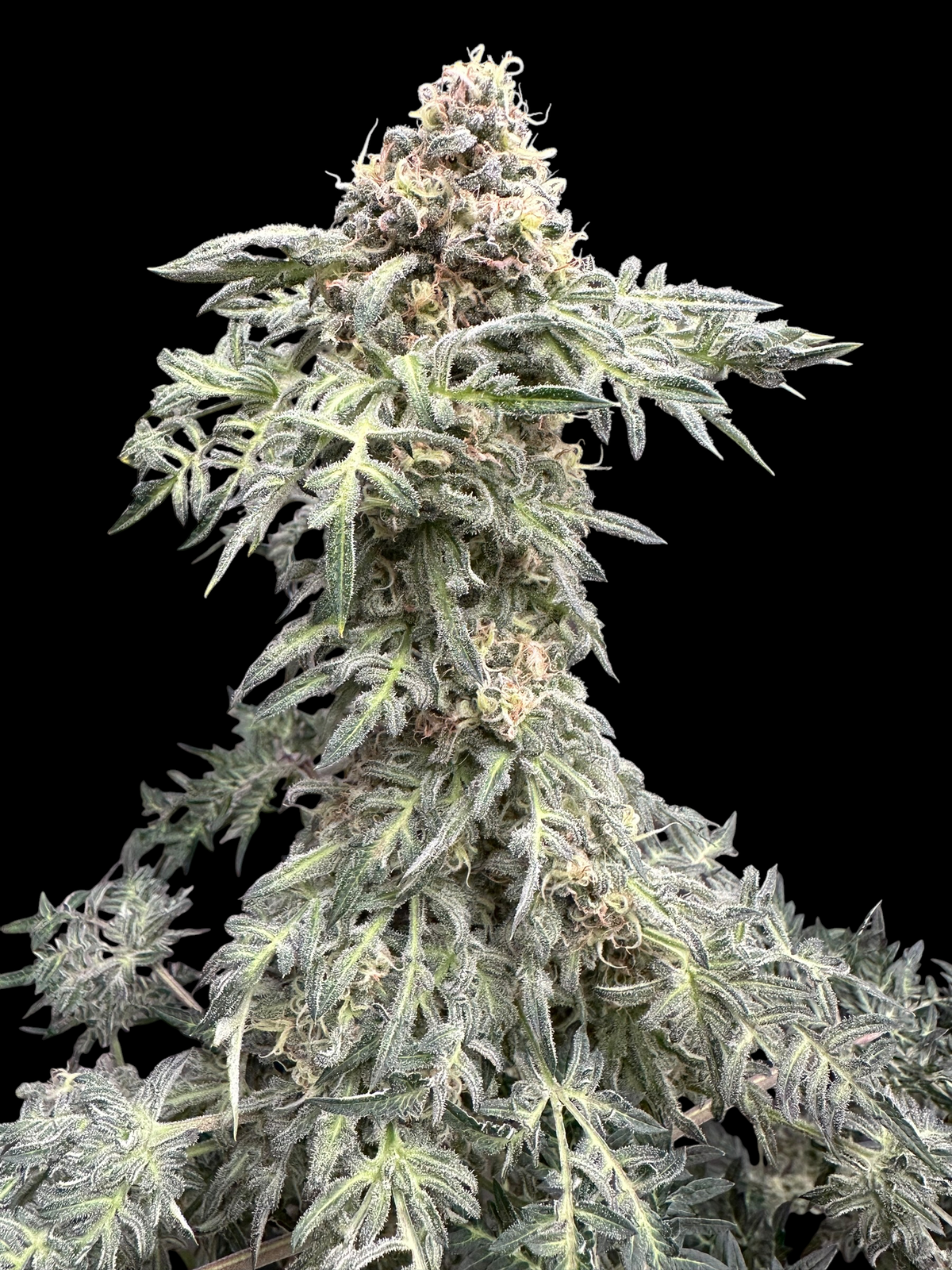 Lavender & Cheese (Shoreline x MDC) F2 x Guava Mezcal "Cheesus Christ Cut")
