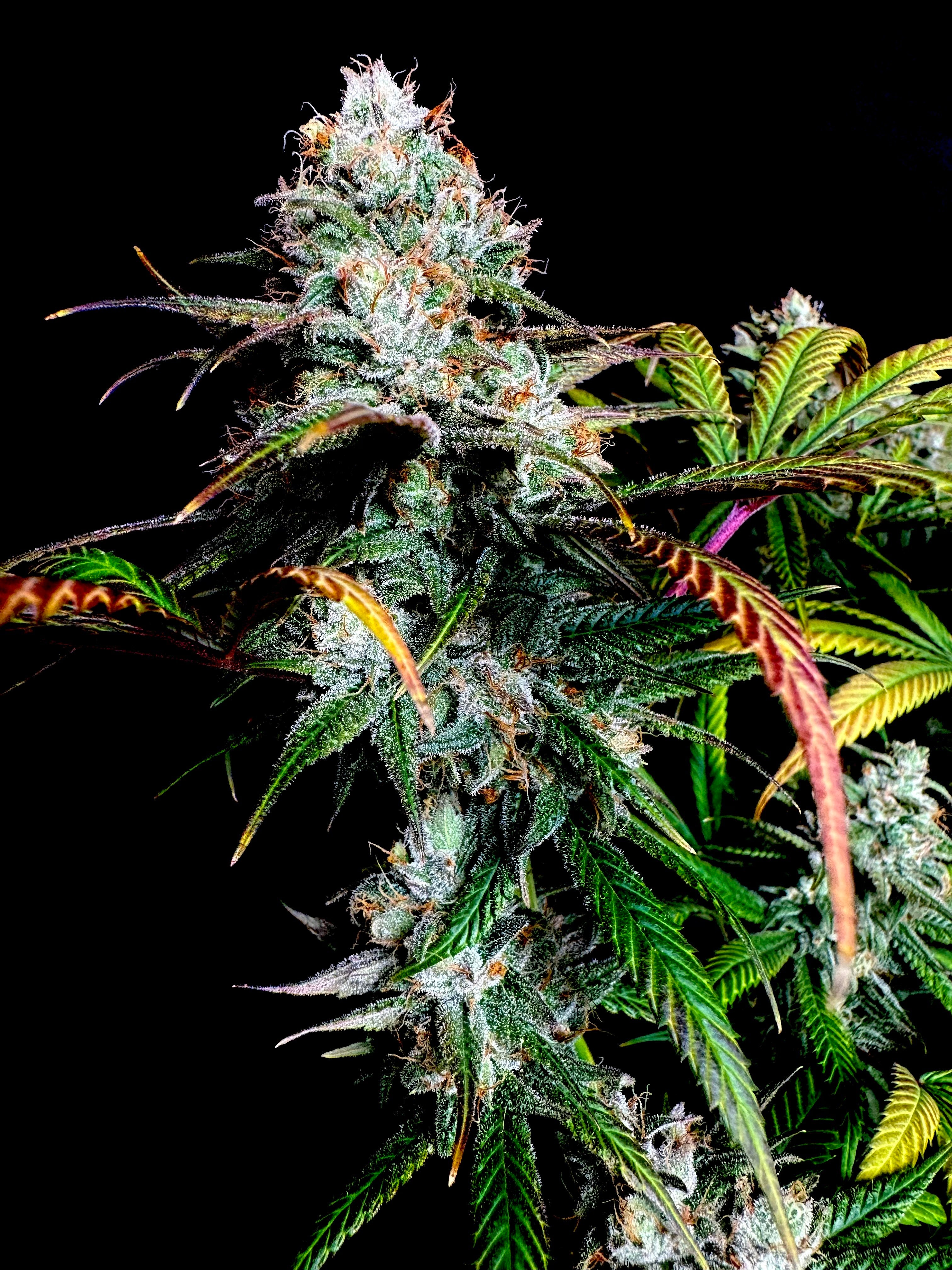 Gorilla Vanilla© Fem