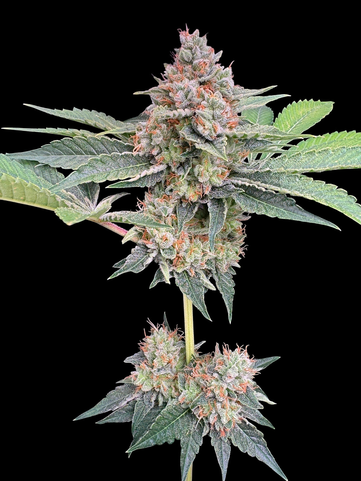 Rock4 (Mentha de Kosher x x Guava Mezcal "Cheesus Christ Cut")