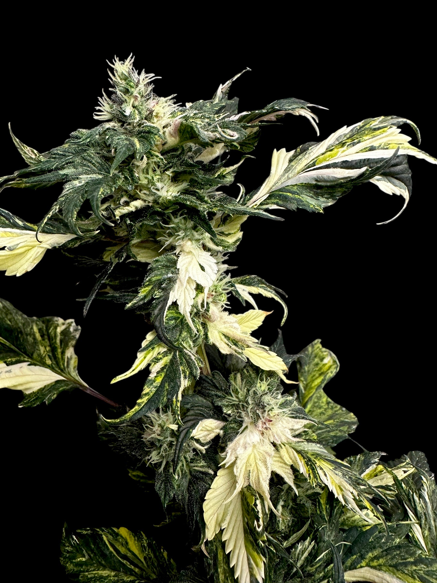 Variegated Sour Picasso© (Pink Pablo x (Sour Diesel Bx3 x Spicy Temptation GPP)