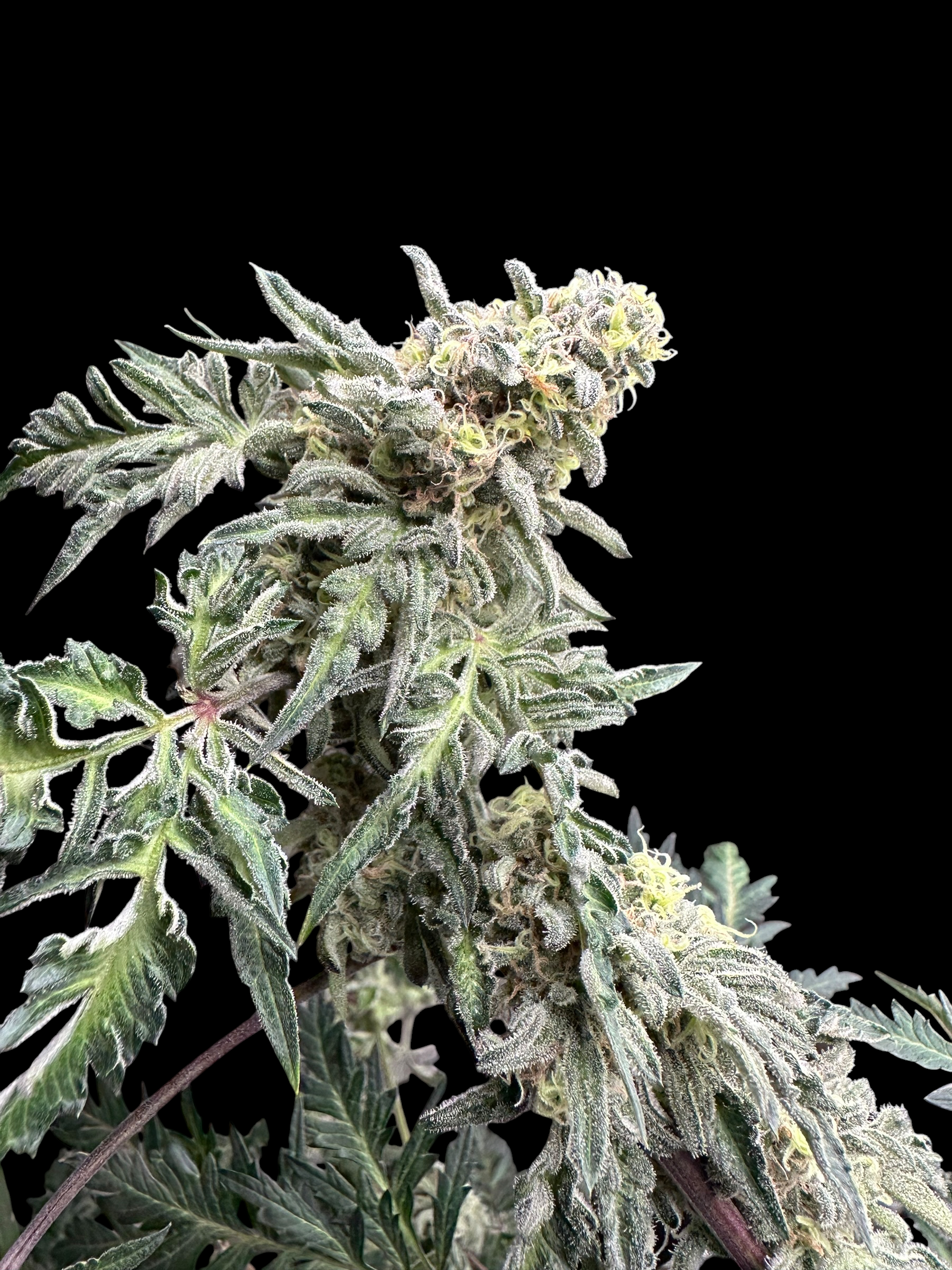 Zacatecas Cheese (Zacatecas Skunk x Guava Mezcal "Cheesus Christ Cut")