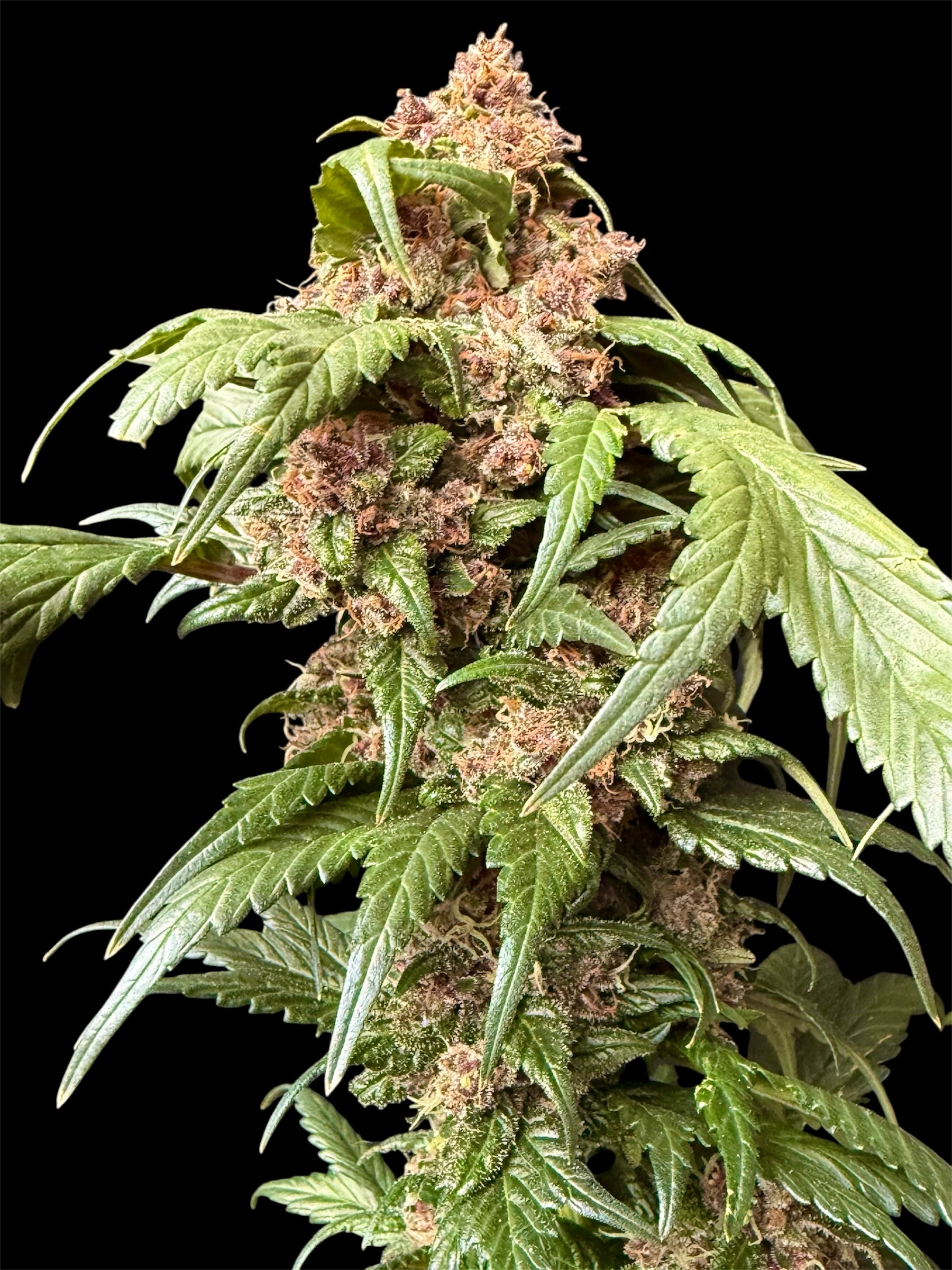 CBG GPP© (BBx 2CBG x GPP HBK 2.0) X SupaswagMDC// Open GPP
Hybrids)
