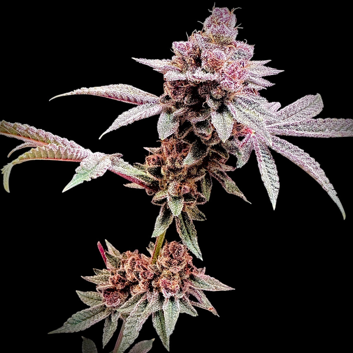 Gary & Gas© (Gary’s Nuts × Mentha de Croco Bx1 Fern)