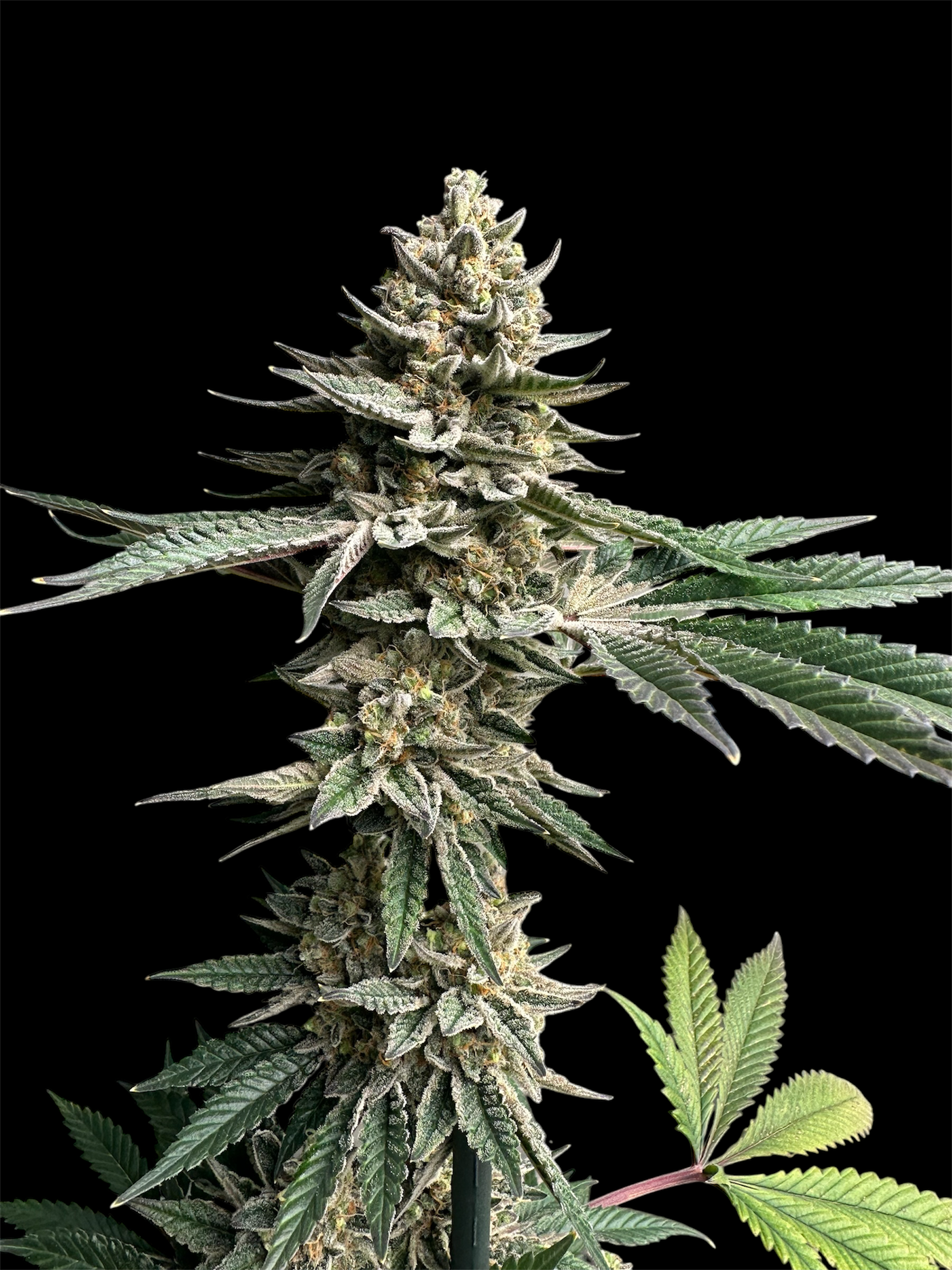 Remintz© (Golden Dust x Mentha de Croco F1 "Fern-Type")