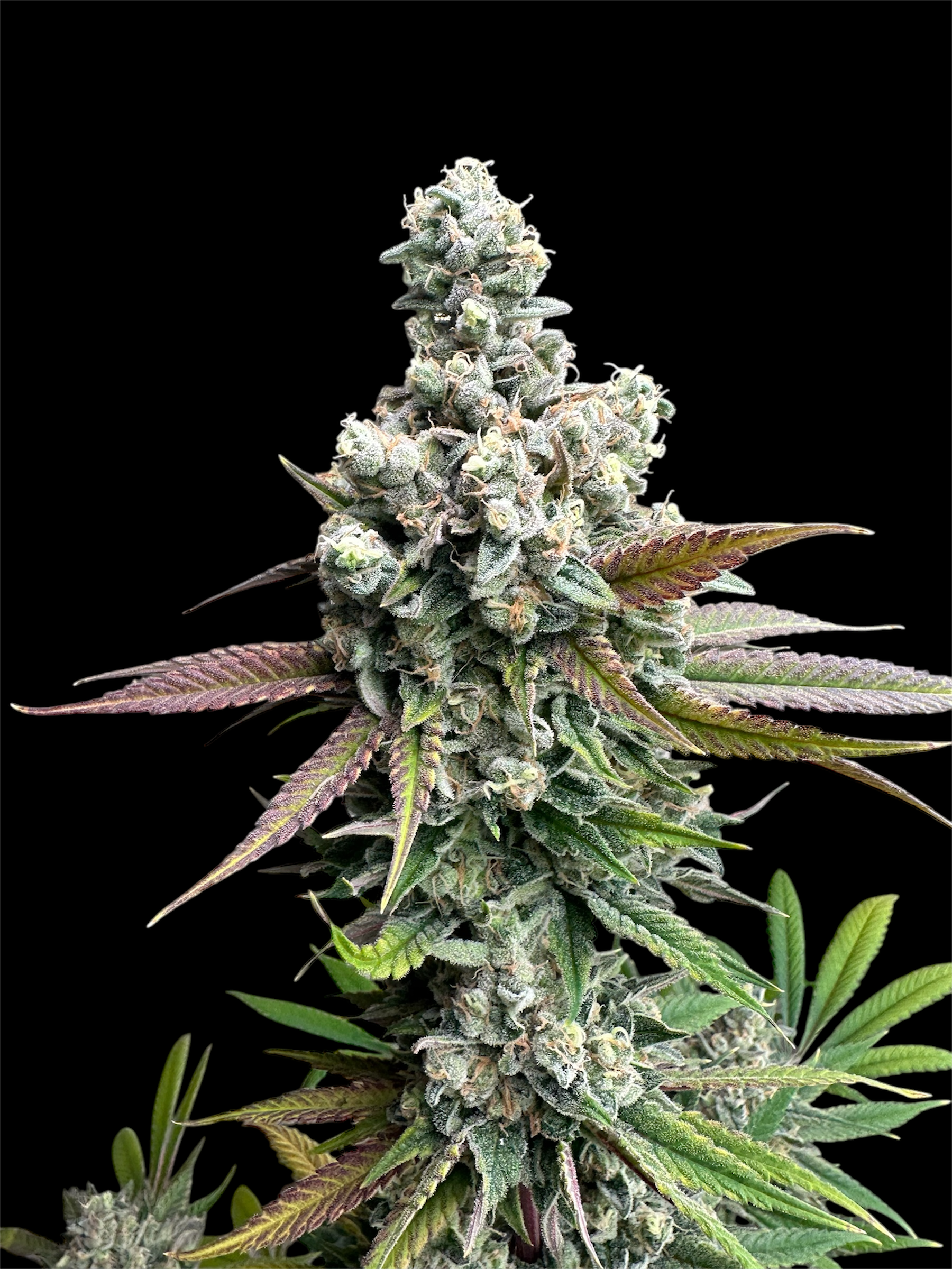 Cheddar Mintz© (Melon Cheddar x Mentha de Croco F1 "Fern-Type")