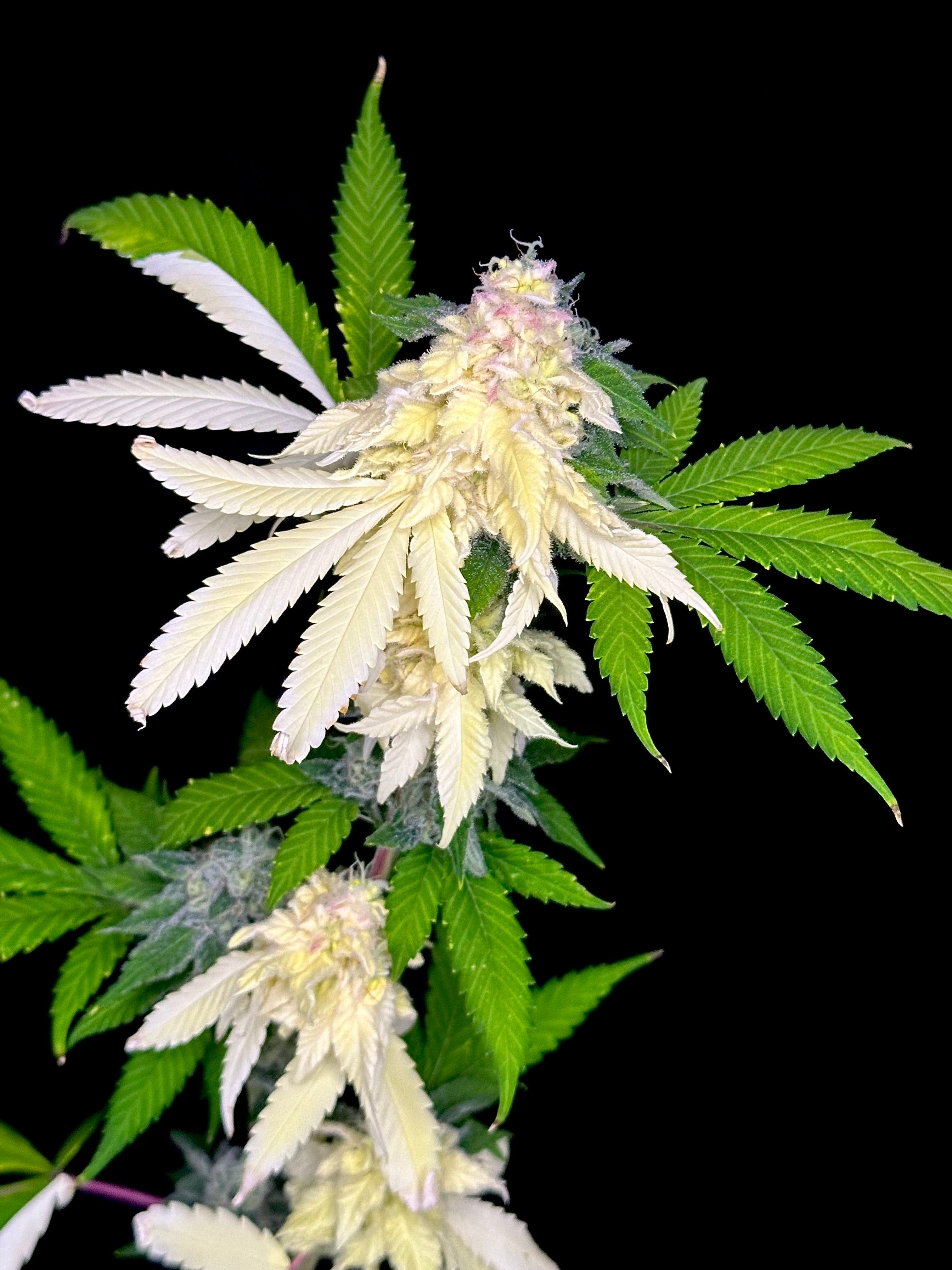 Variegated Parmigiano (Variegated Sour GPP x Guava Mezcal "Cheesus Christ Cut")
