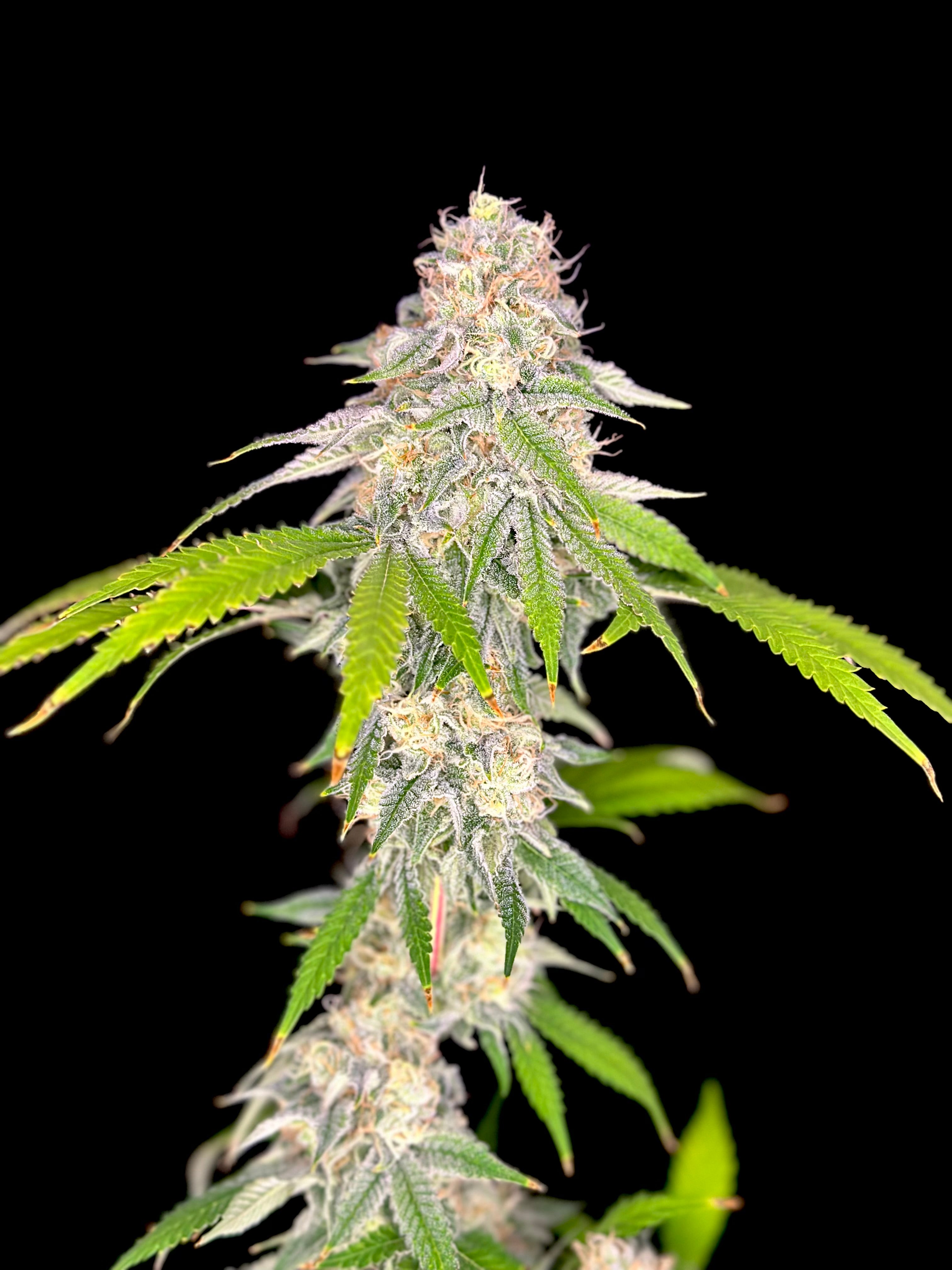 Neon Wasabii© (Wasabii × Mentha de Croco Fern Bx1 Fern)