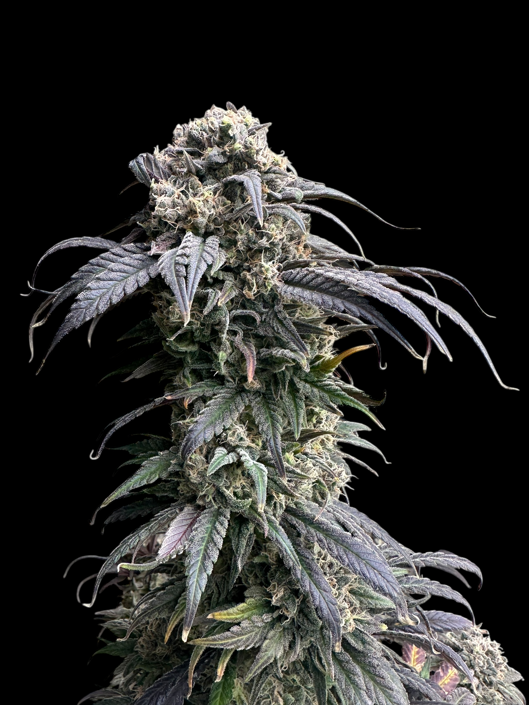 Zacatecas Skunk© Semi F1 Reg