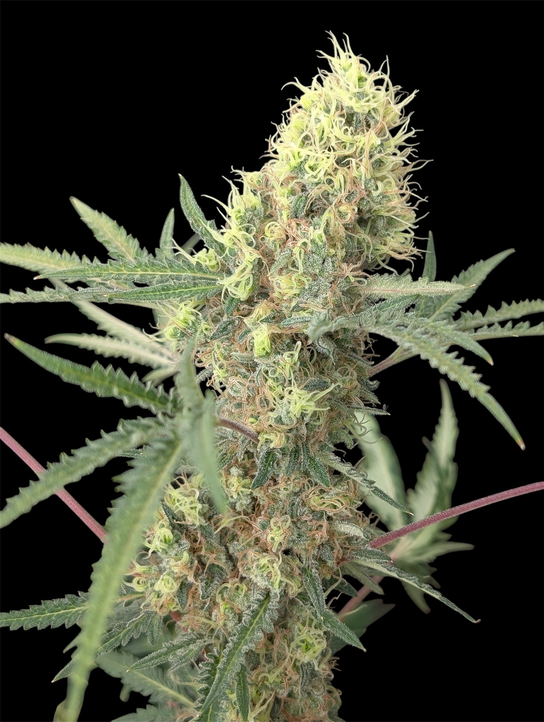 Chem Raptor© (Mentha de Croco #51 F2 × Mentha de Croco "Fusion Raptor F3")