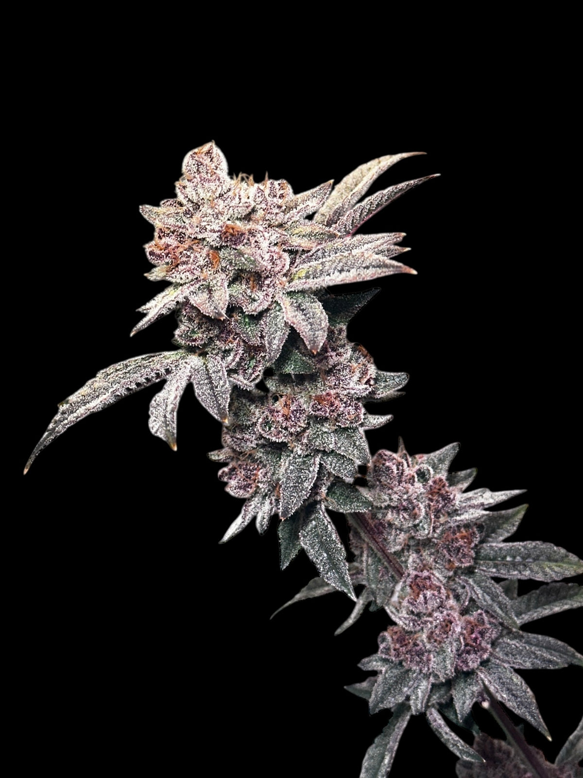 Gary & Gas© (Gary’s Nuts × Mentha de Croco Bx1 Fern)