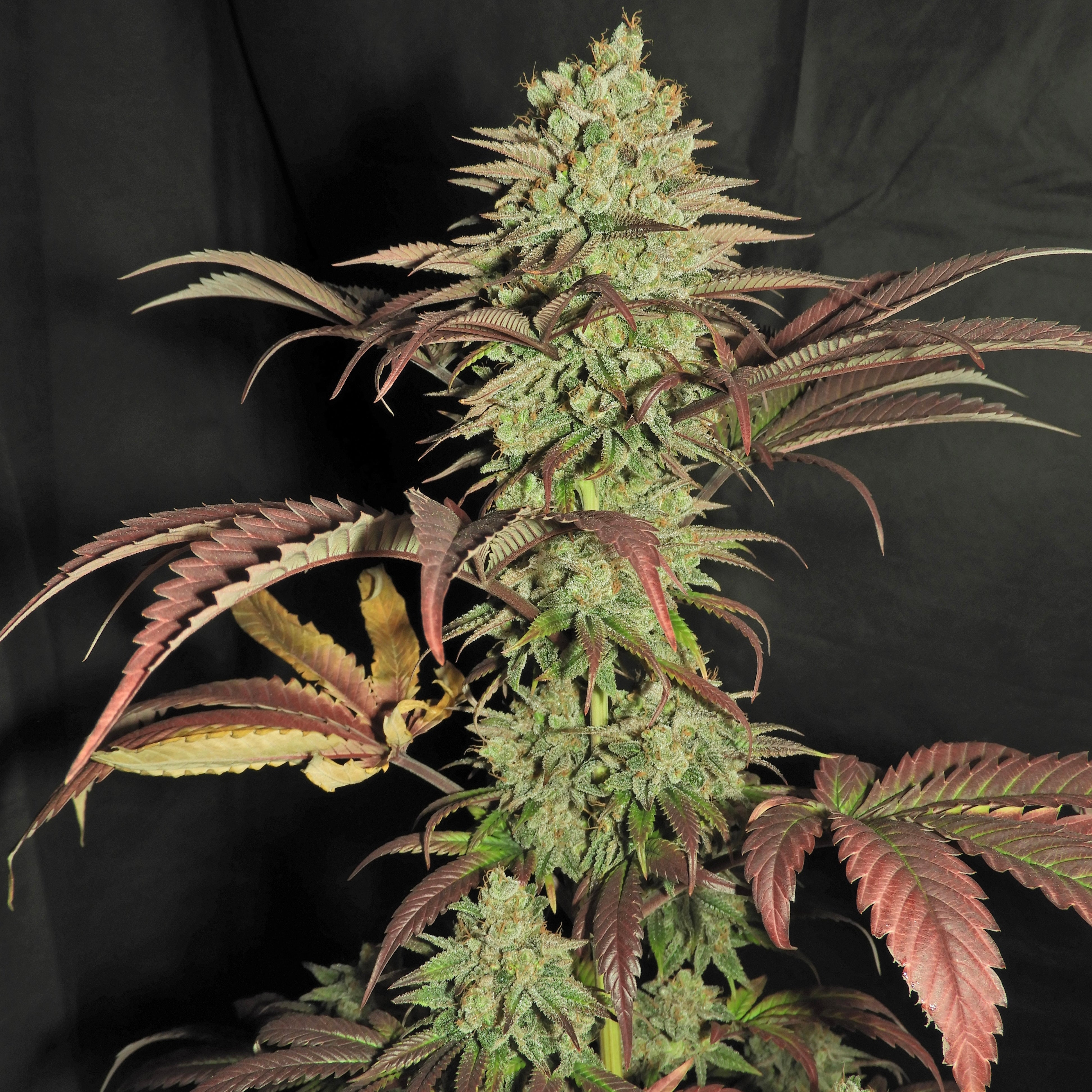 Haze D’Lux© Fem *LIMITED*