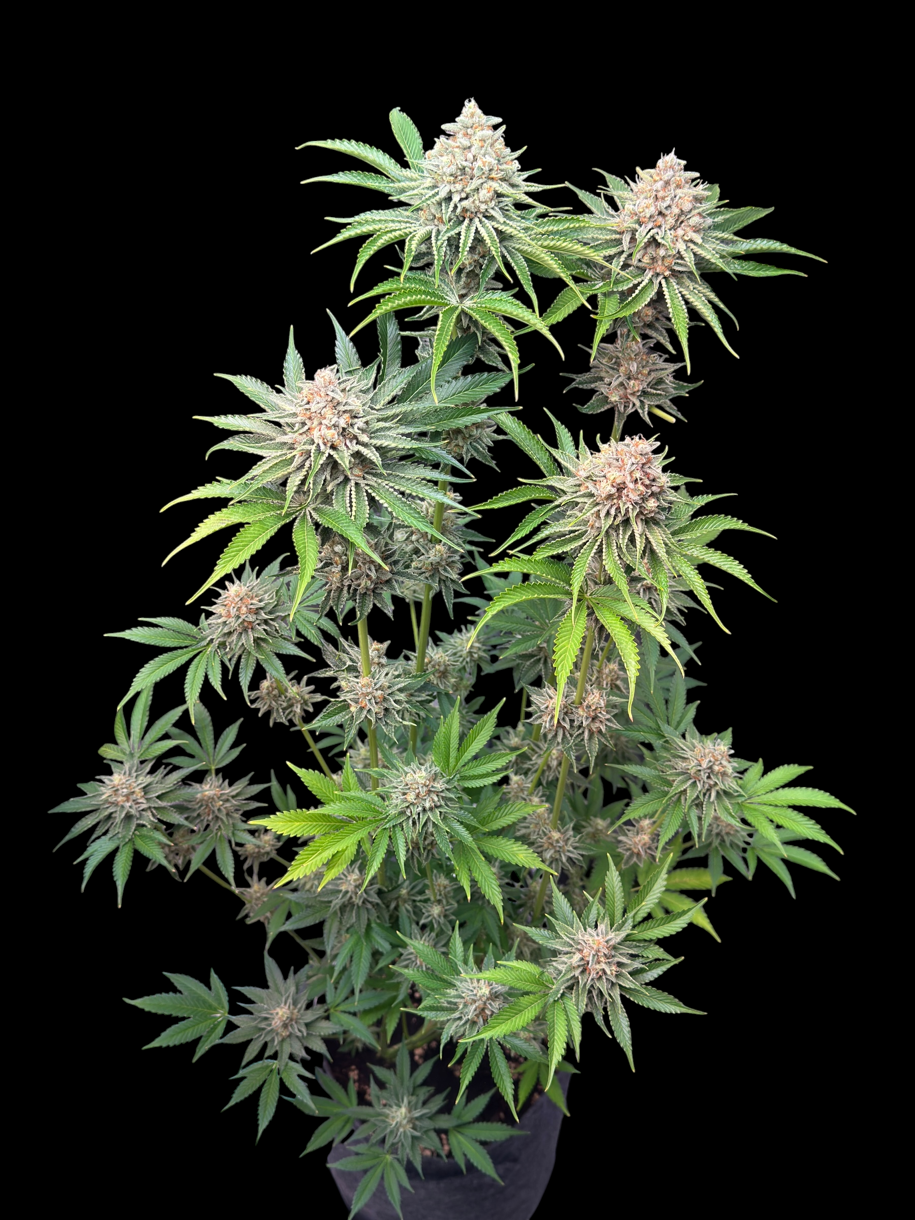 SourCenter OG ((Rainbow Haze "Rainbow Belts Haze Pheno") × Sour Melon)