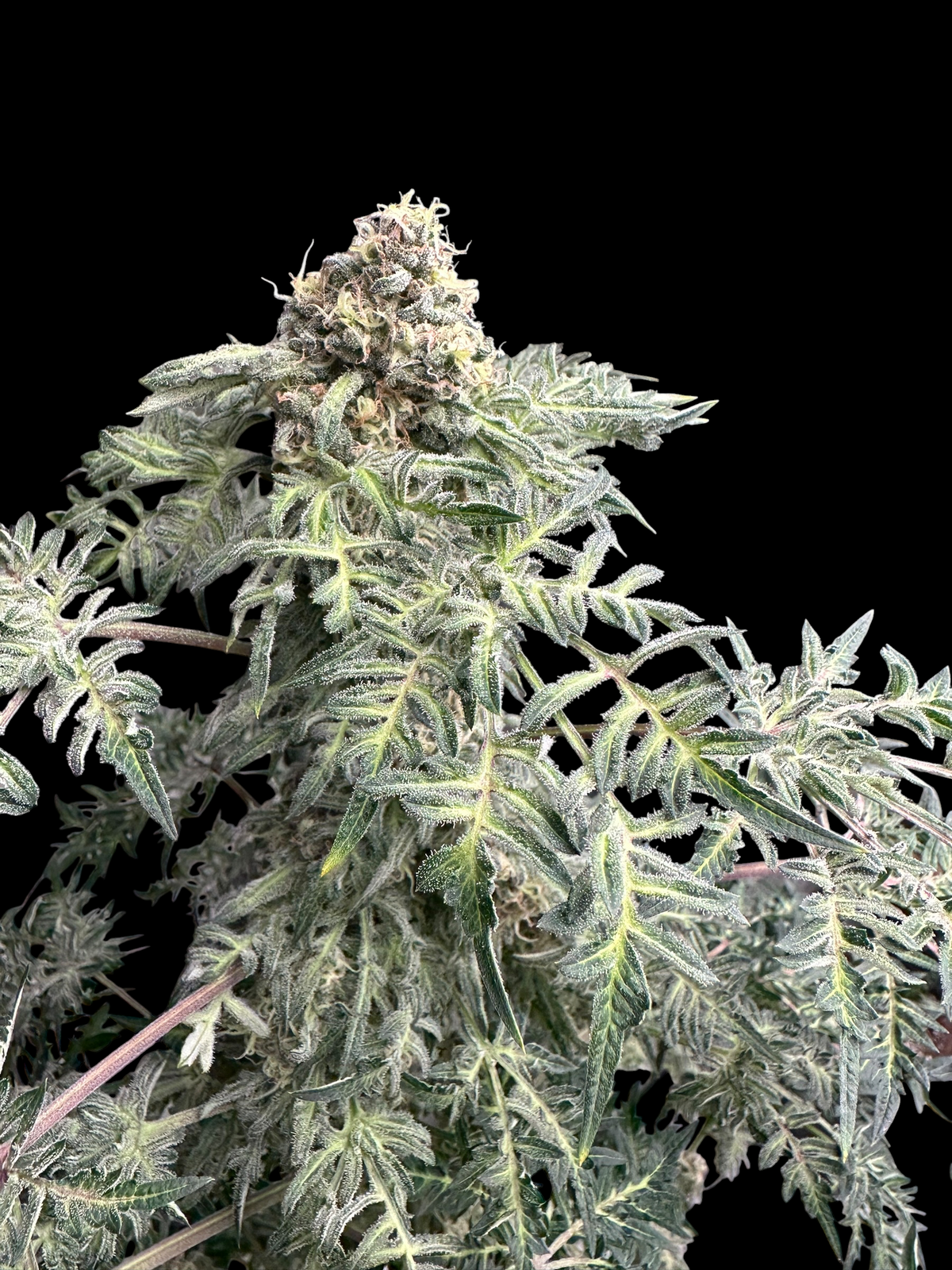 Lavender & Cheese (Shoreline x MDC) F2 x Guava Mezcal "Cheesus Christ Cut")