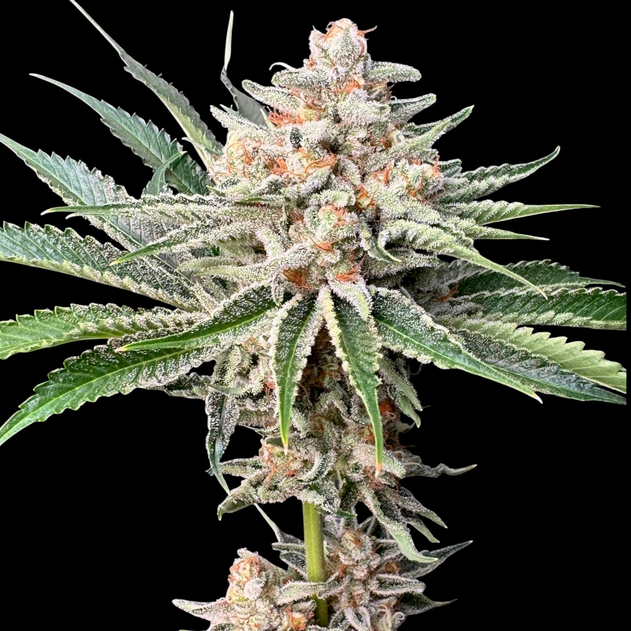 SourCenter OG