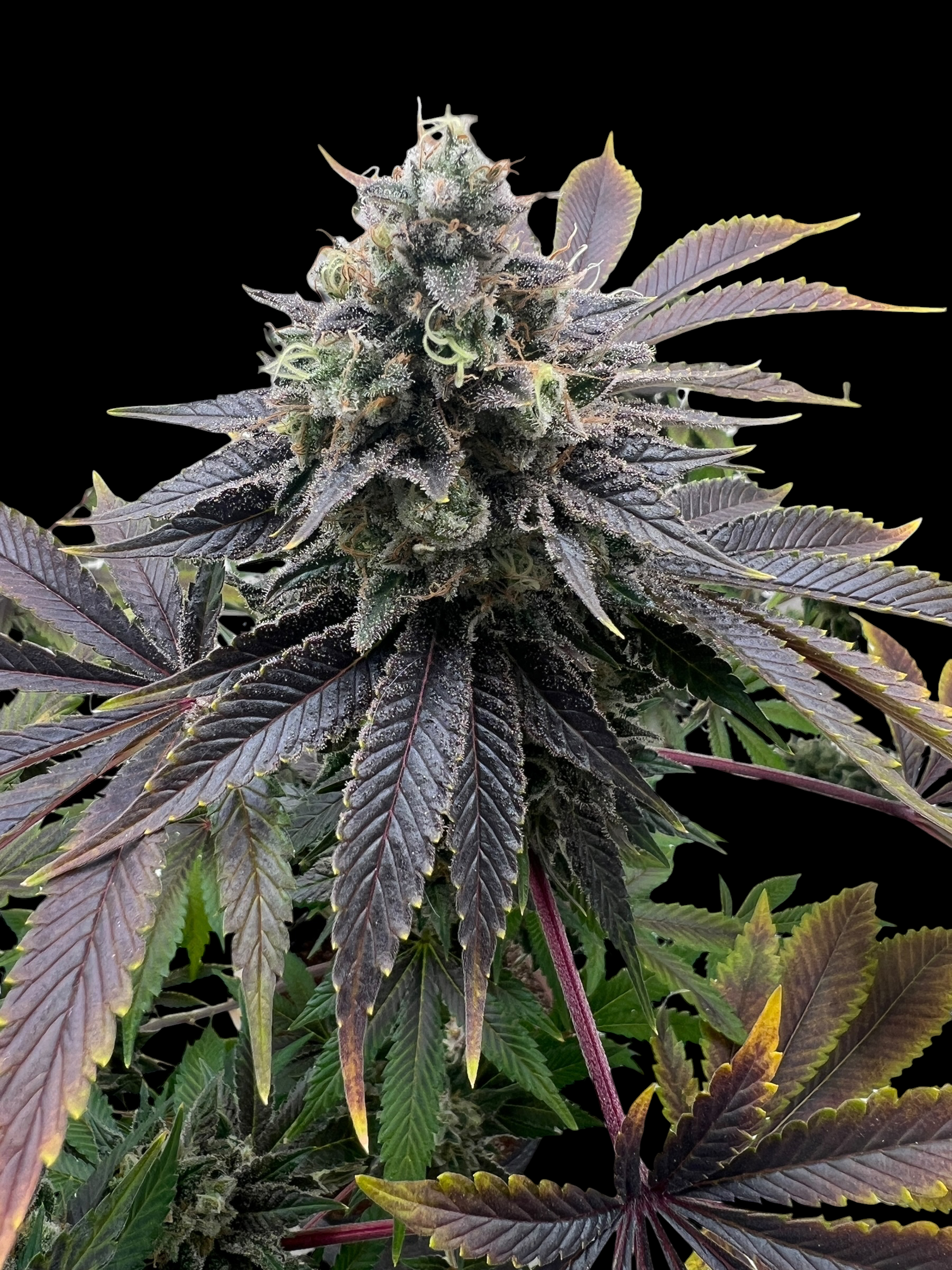 Offshore OG© Fem