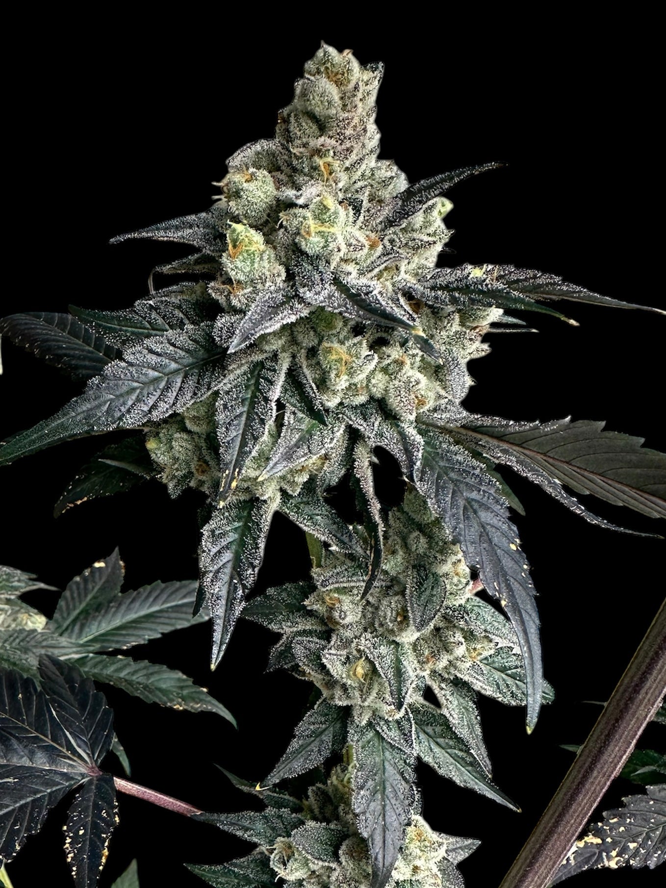 Vanilla Noir© Fem