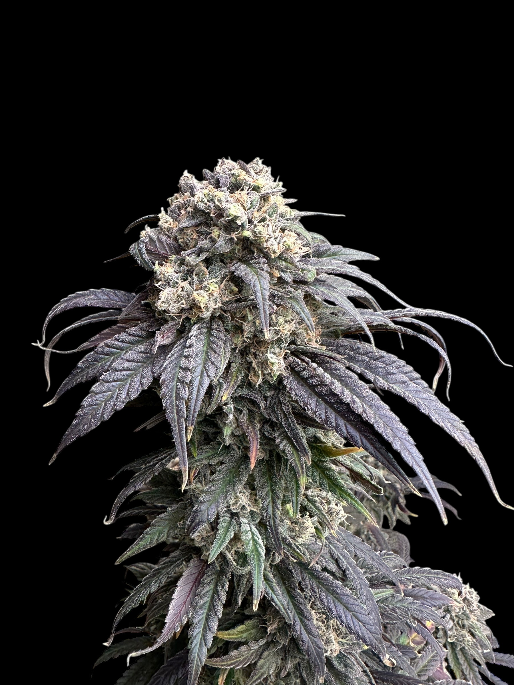 Zacatecas Skunk© Semi F1 Reg