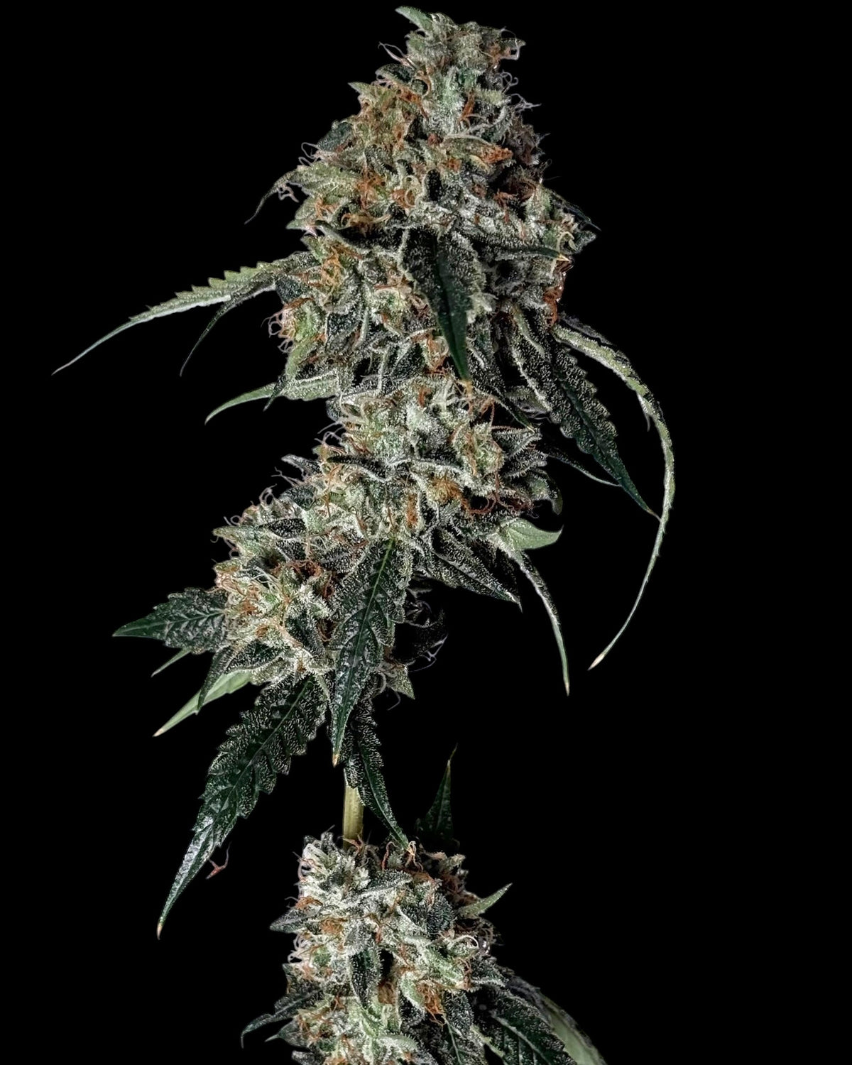 78 Melons (Sour Chem 78 x Sour Melon)