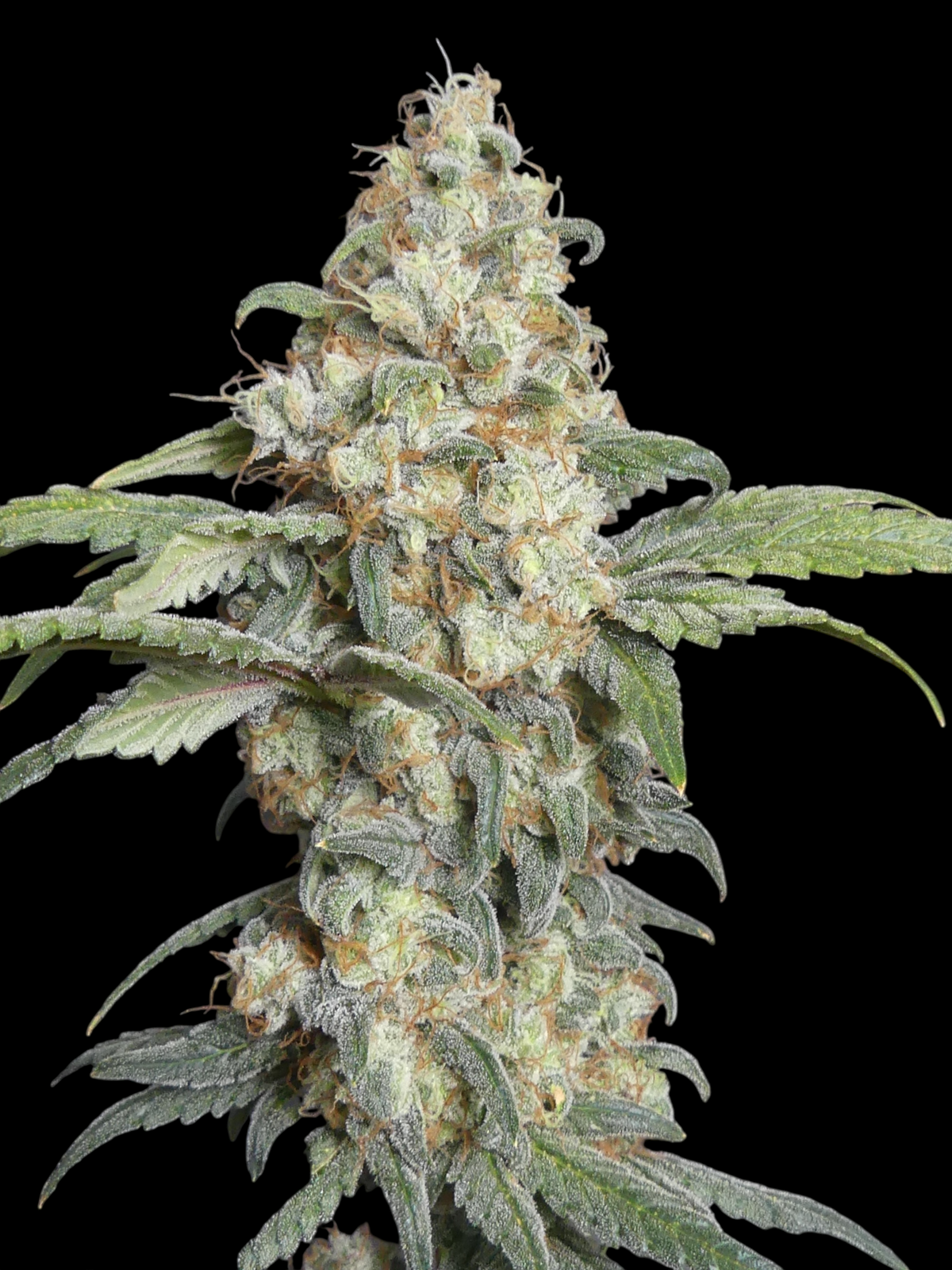 ZITRO© (Zi Melon × Mentha de Croco Fern Bx1)