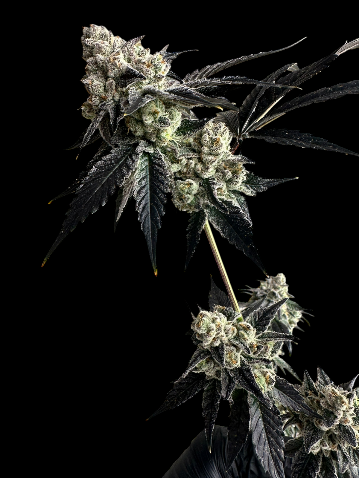 Vanilla Noir© Fem