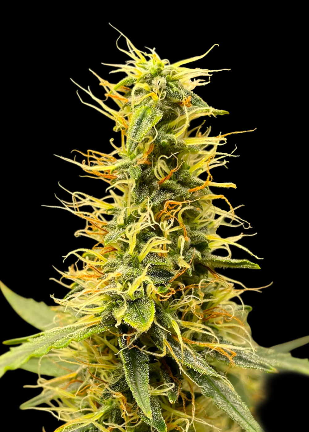 TerpyZ Punch Auto© Fem