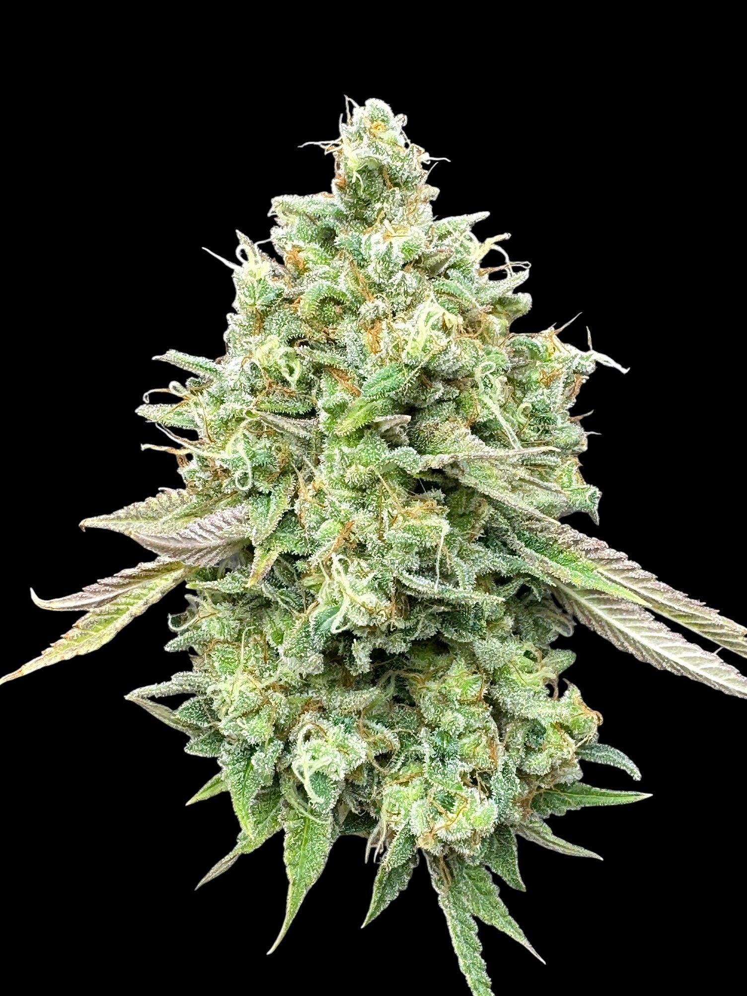 Dirty Sour© (Sour Diesel Bx2 x Mentha de Croco Bx1 Fern)