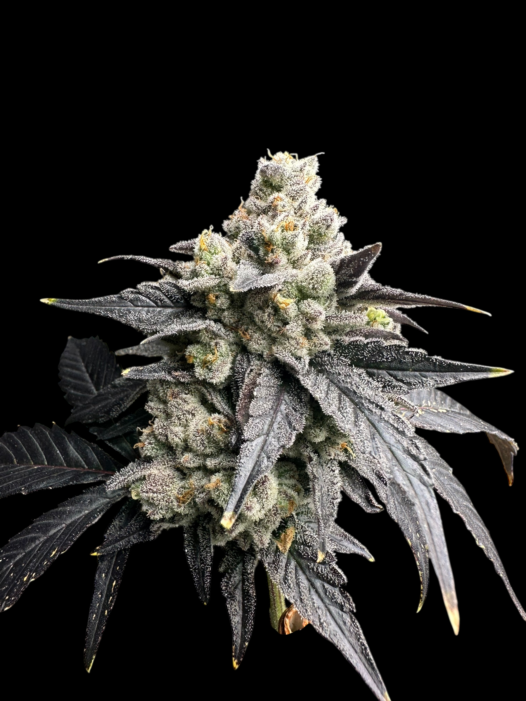 Vanilla Noir© Fem