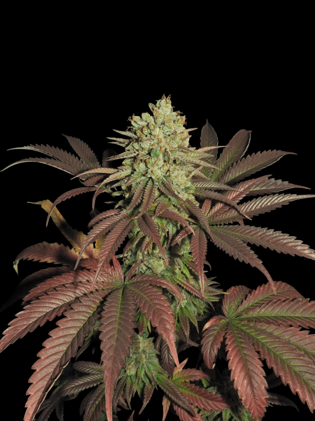 Haze D’Lux© (OG DLux Bx3 "Purple Haze Pheno" x Mentha de Croco Bx1)