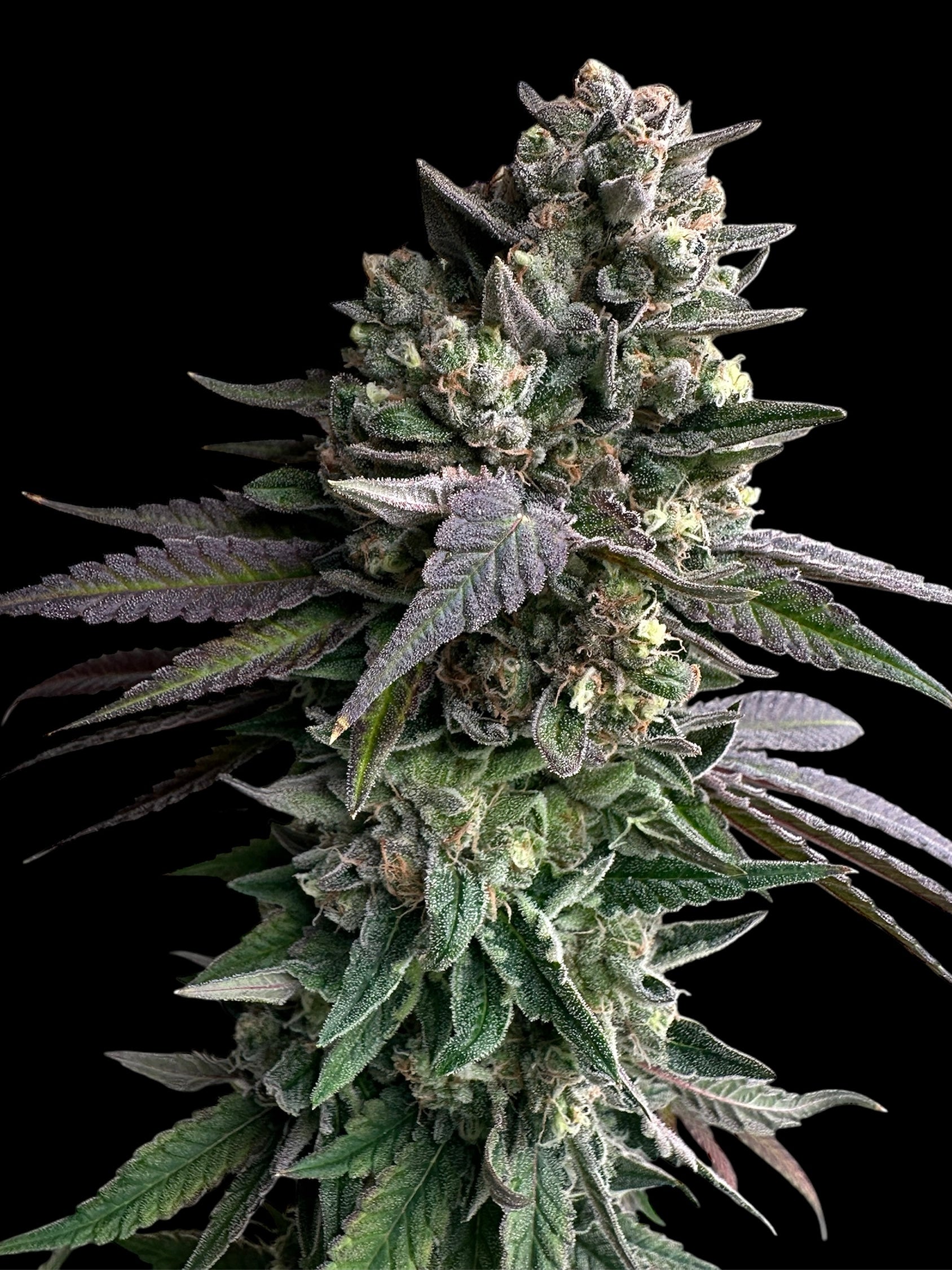 Cheddar Mintz© (Melon Cheddar x Mentha de Croco F1 "Fern-Type")