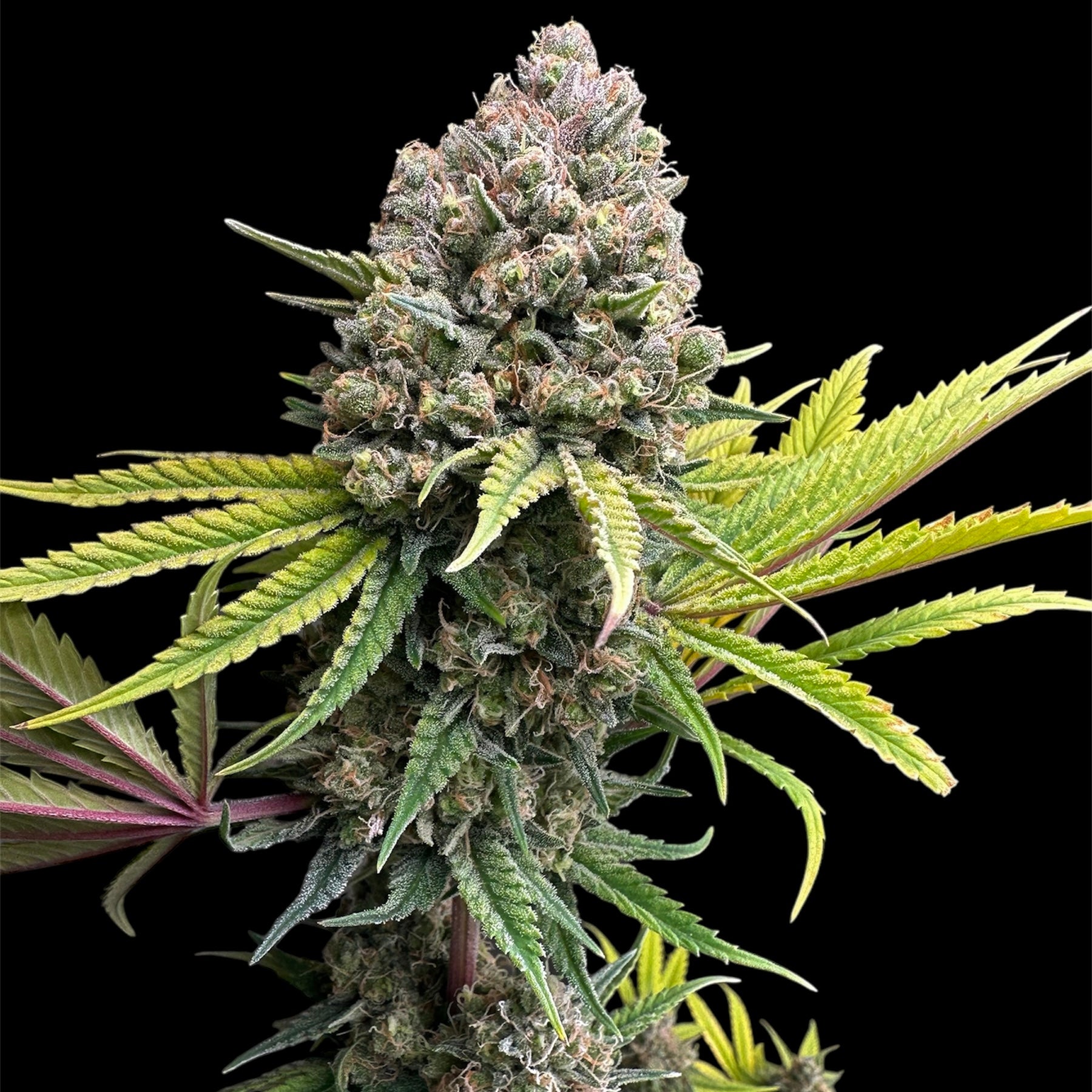 Cheddar Mintz© (Melon Cheddar x Mentha de Croco F1 "Fern-Type")