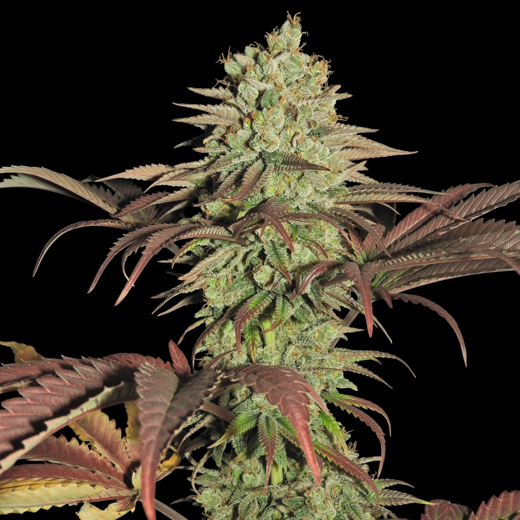 Haze D’Lux© Fem *LIMITED*
