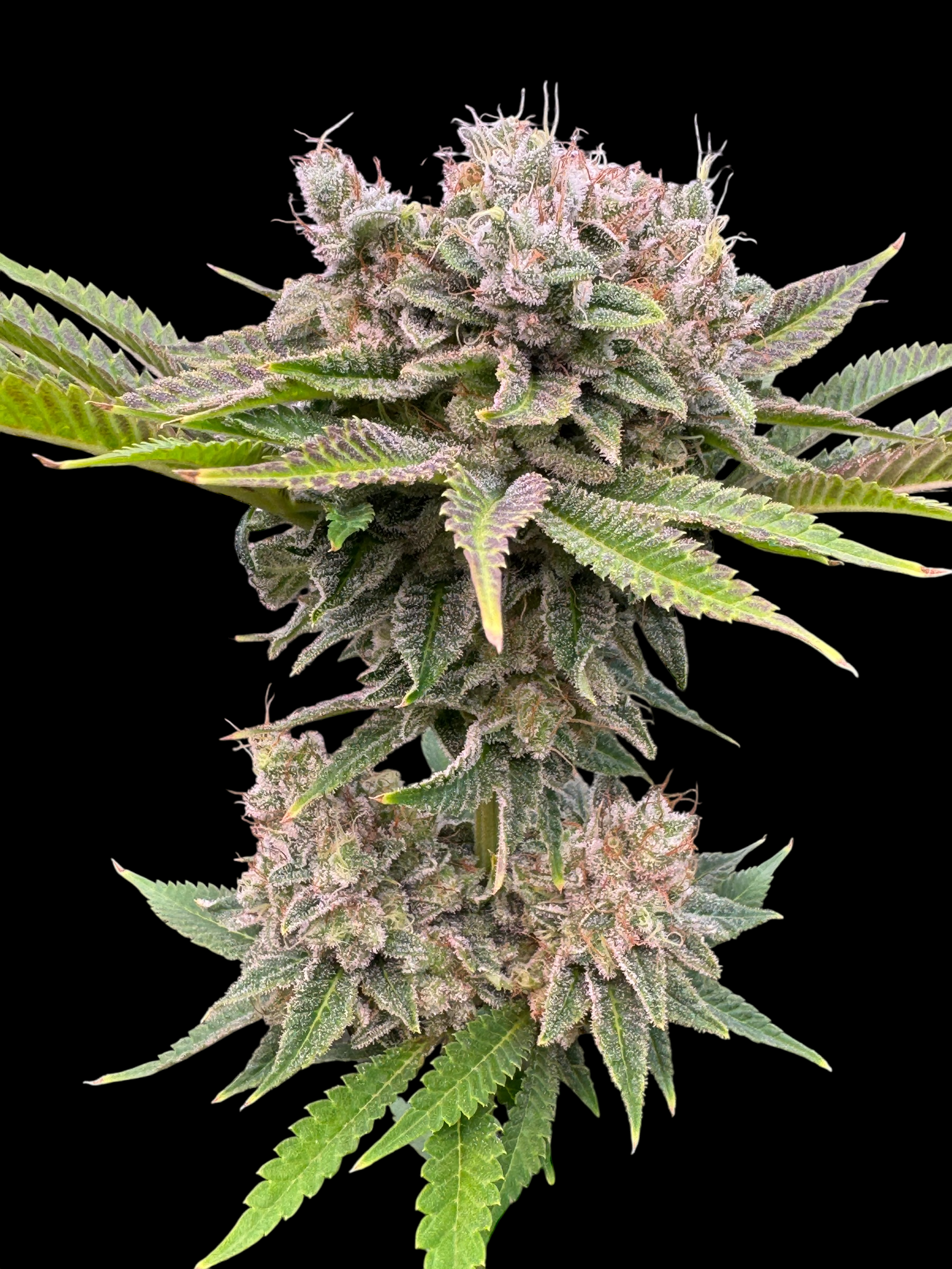 Fruit Trees© (Forbidden Fruit Cake x Mentha de Croco Bx1 Fern)