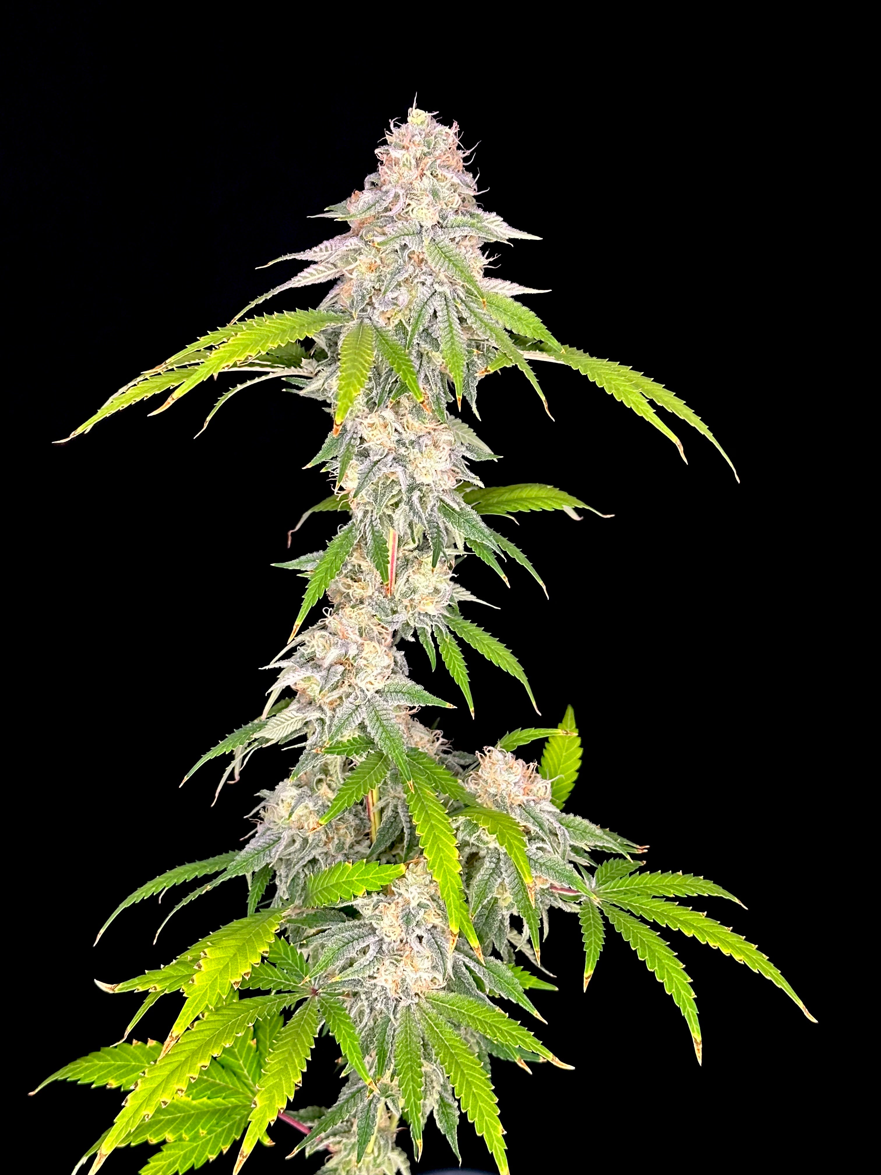 Neon Wasabii© (Wasabii × Mentha de Croco Fern Bx1 Fern)