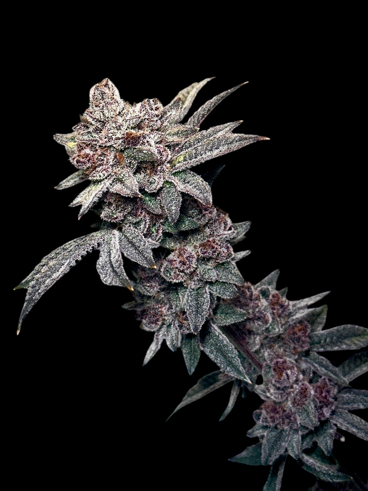 Gary & Gas© (Gary’s Nuts × Mentha de Croco Bx1 Fern)