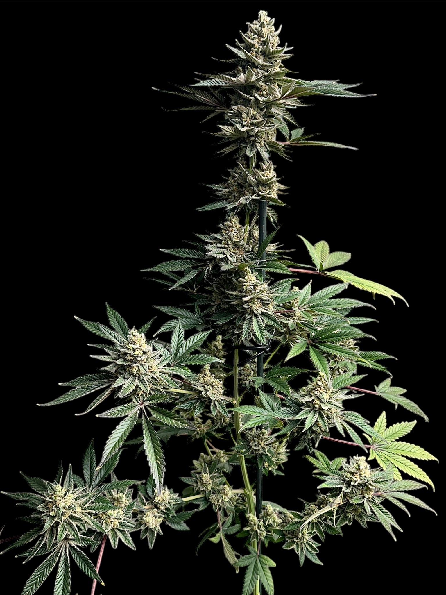 Remintz© (Golden Dust x Mentha de Croco F1 "Fern-Type")