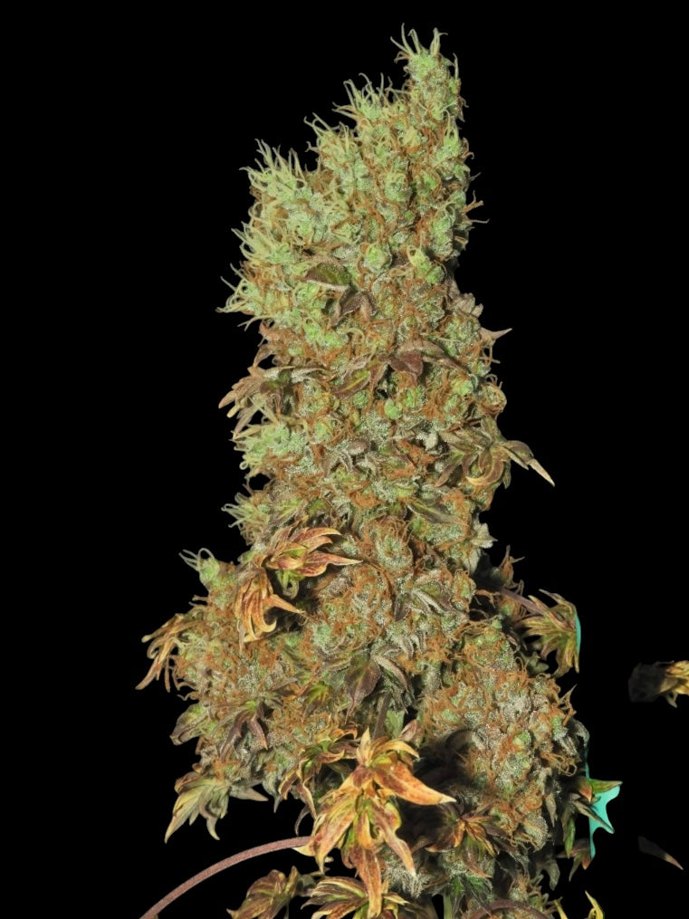 FlowOG ABC© Mutant Reg