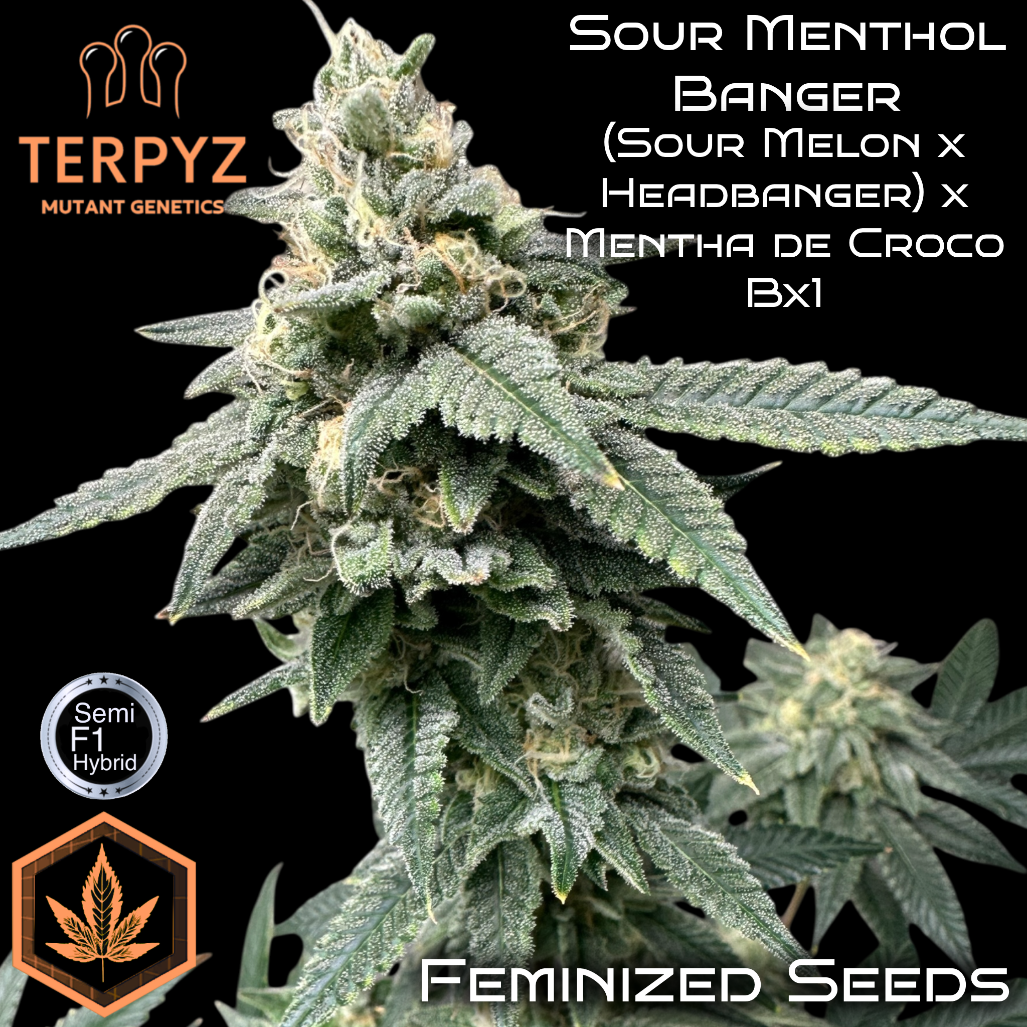 Sour Menthol Banger© Fem