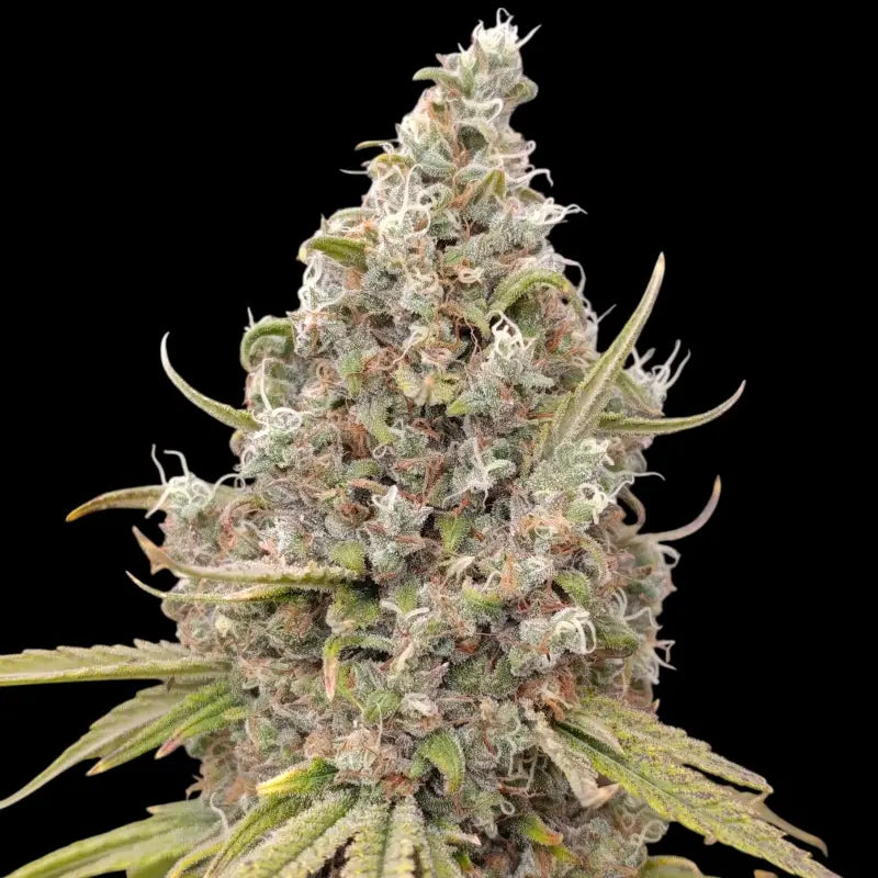 A5chaze terpyz mutant genetics feminized semi f1 cannabis
