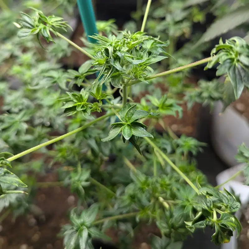 Abc pink og terpyz australian bastard cannabis seeds mutant