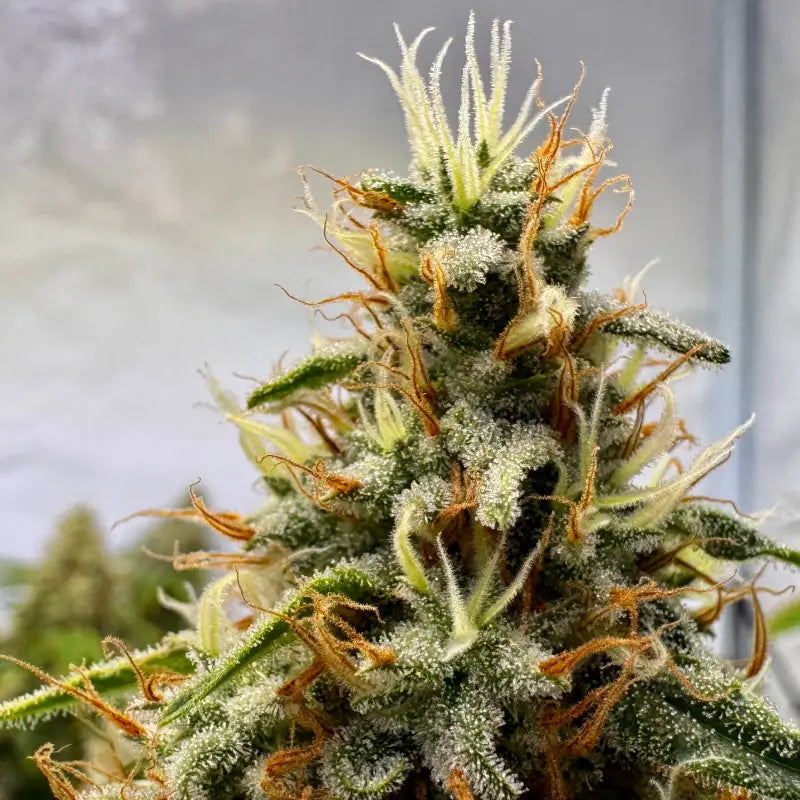 Afghan kosher© fem terpyz feminized cannabis seeds classic