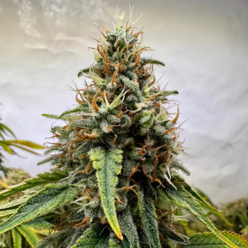 Afghan kosher© fem terpyz feminized cannabis seeds classic