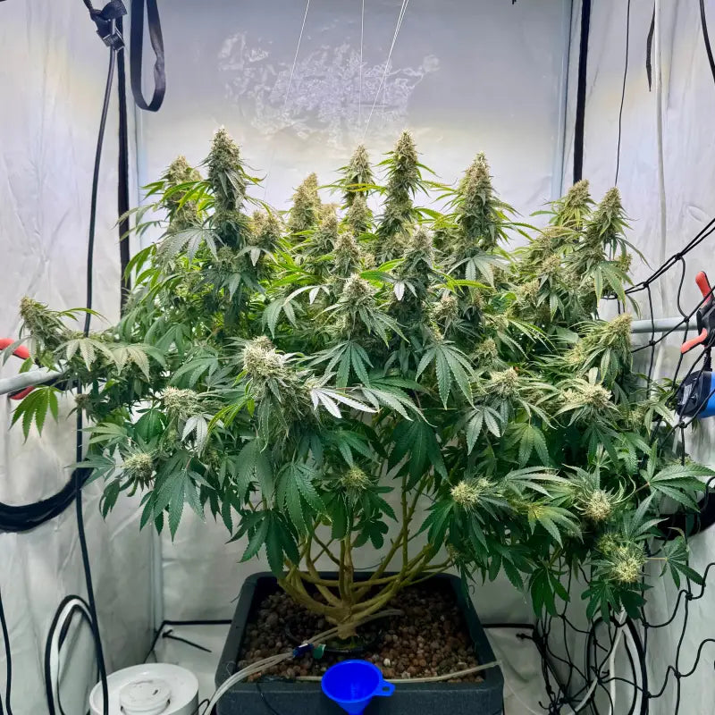 Afghan kosher© fem terpyz feminized cannabis seeds classic