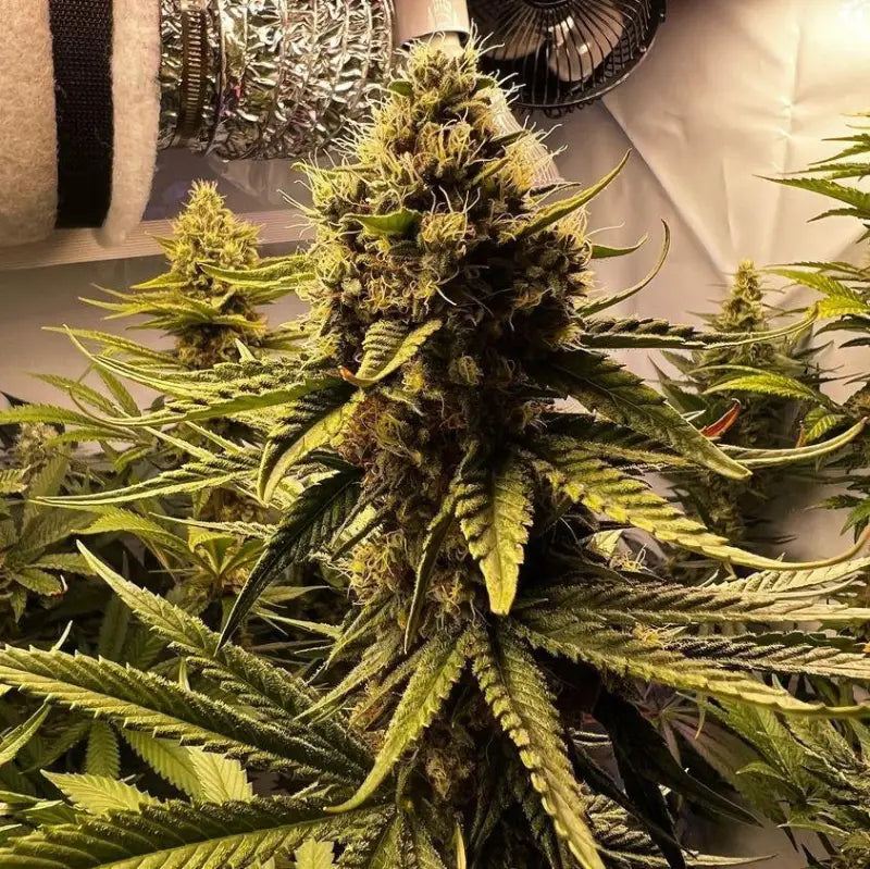 Afghan kosher© fem terpyz feminized cannabis seeds classic