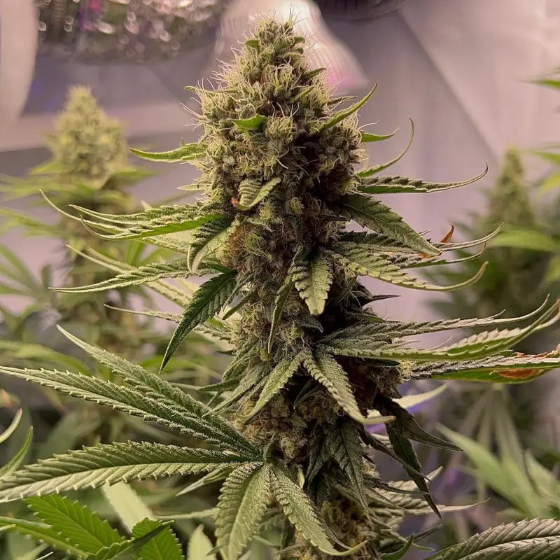 Afghan kosher© fem terpyz feminized cannabis seeds classic