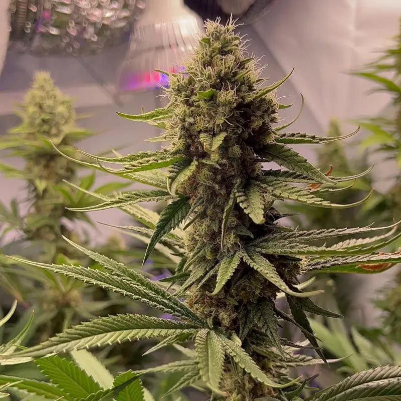 Afghan kosher© fem terpyz feminized cannabis seeds classic