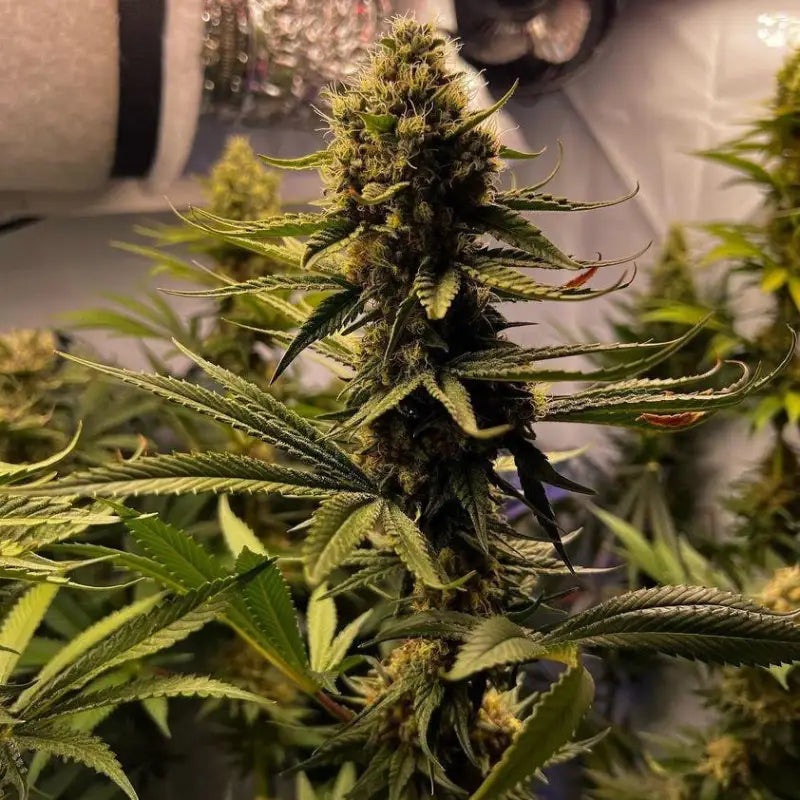 Afghan kosher© fem terpyz feminized cannabis seeds classic