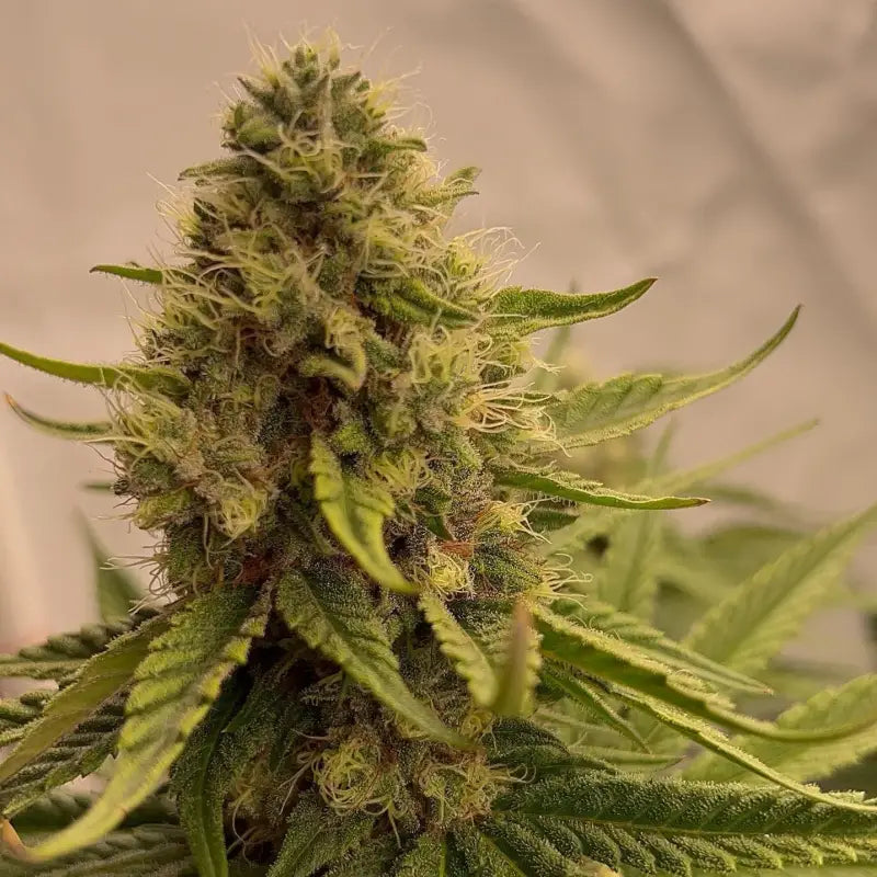 Afghan kosher© fem terpyz feminized cannabis seeds classic